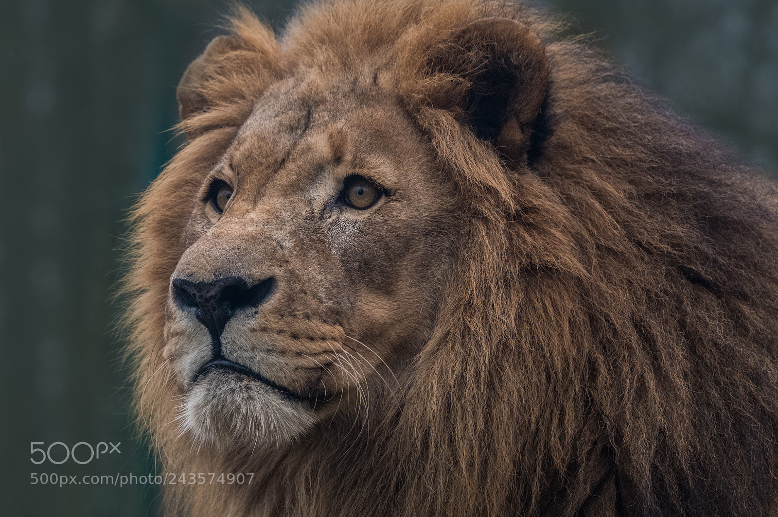 Fujifilm X-T2 sample photo. Lion photography