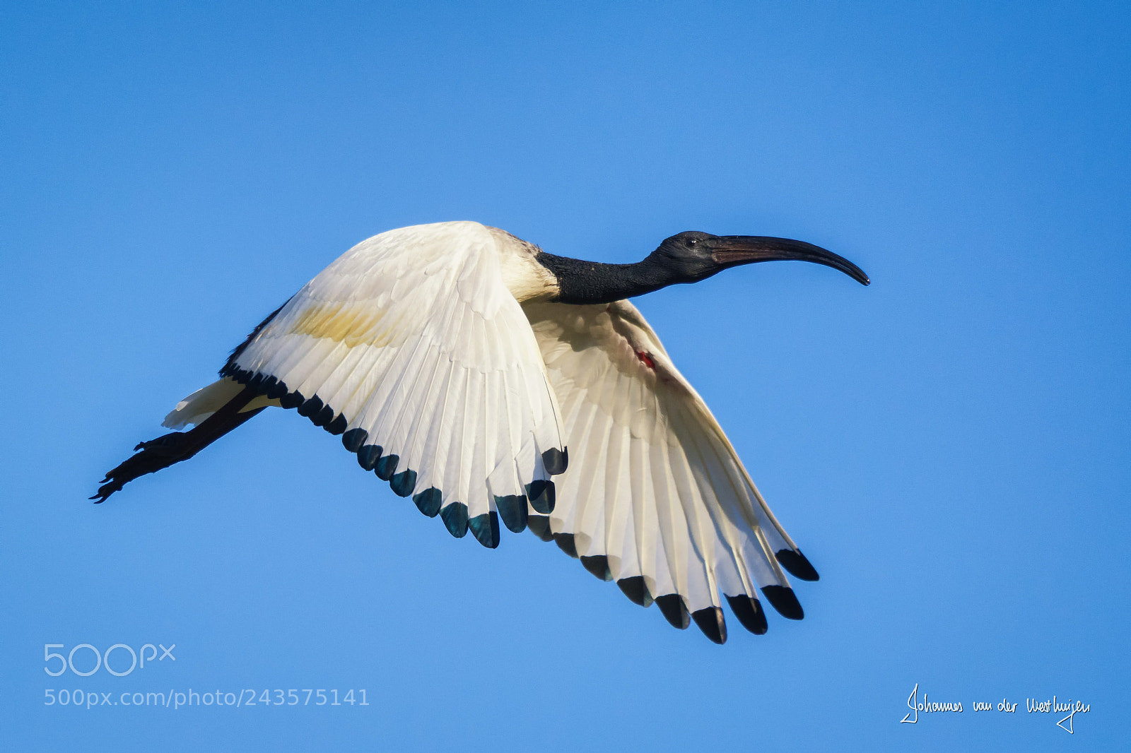 Nikon D7100 sample photo. Sacred ibis photography