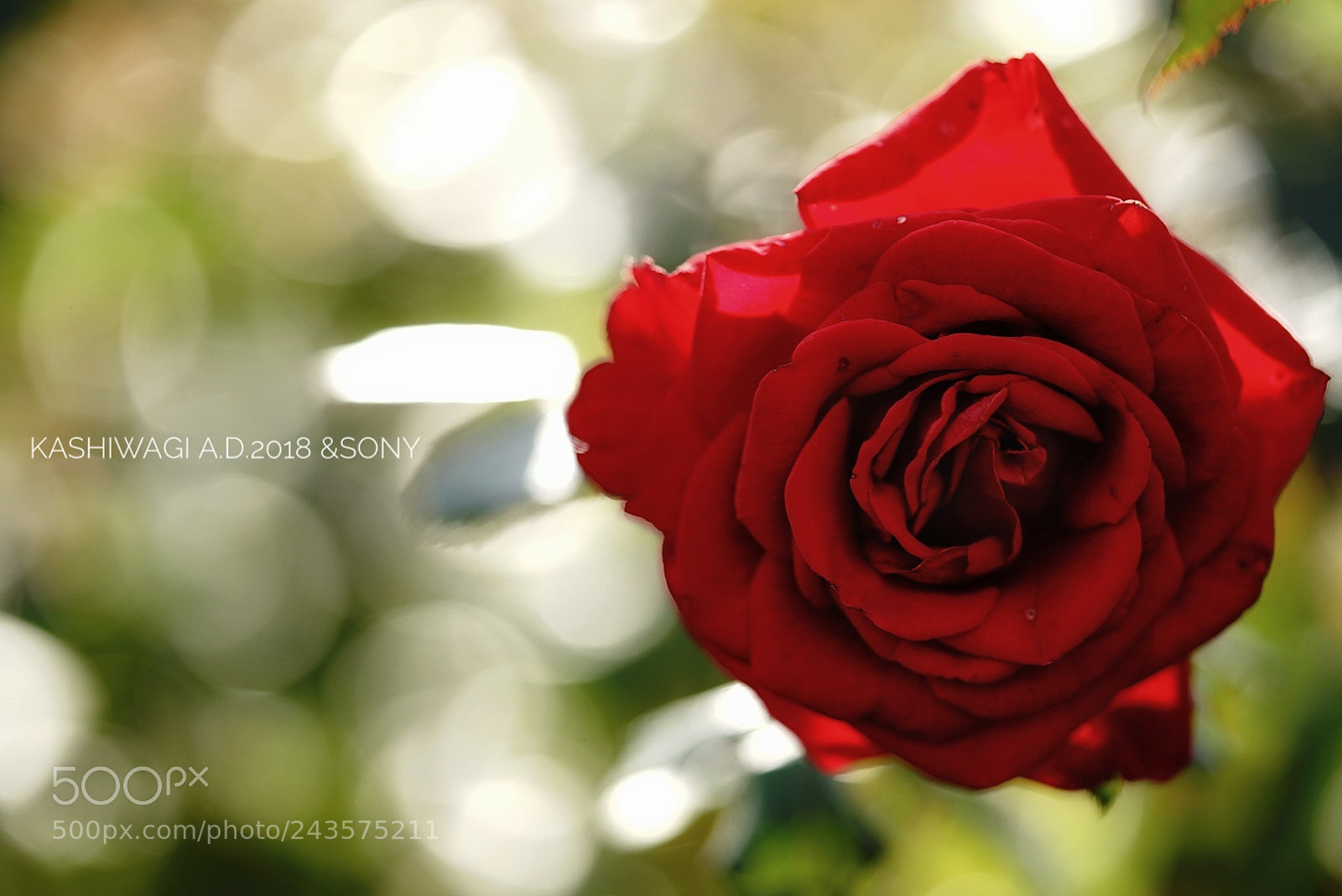 Sony a7 II sample photo. Red queen / germany  1998 photography