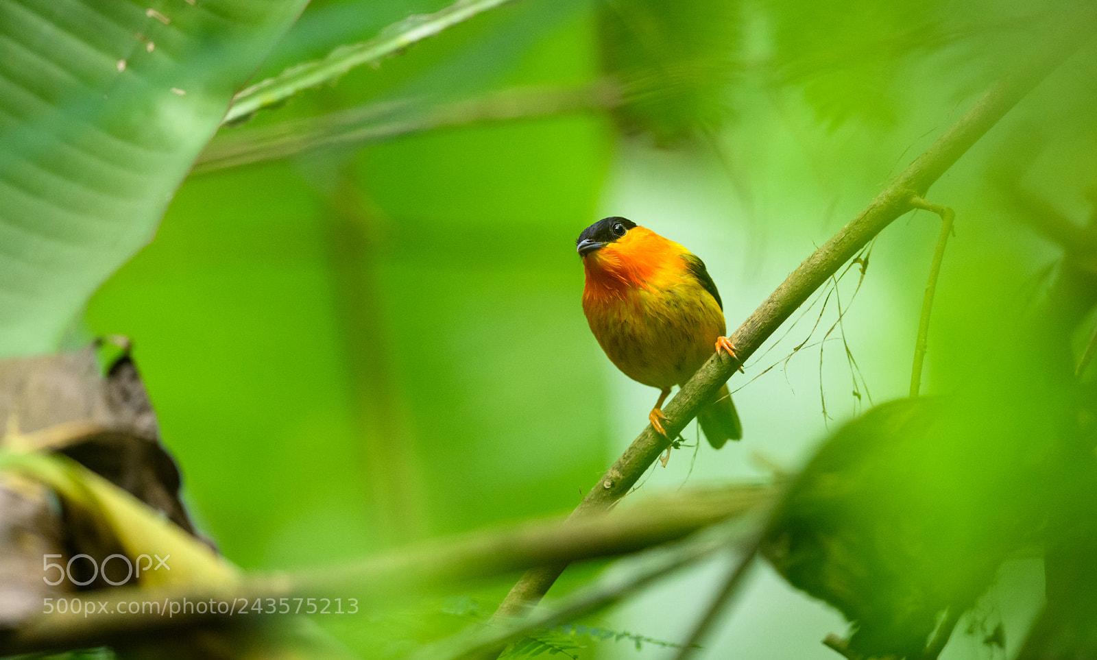 Nikon D850 sample photo. Orange collared manakin photography