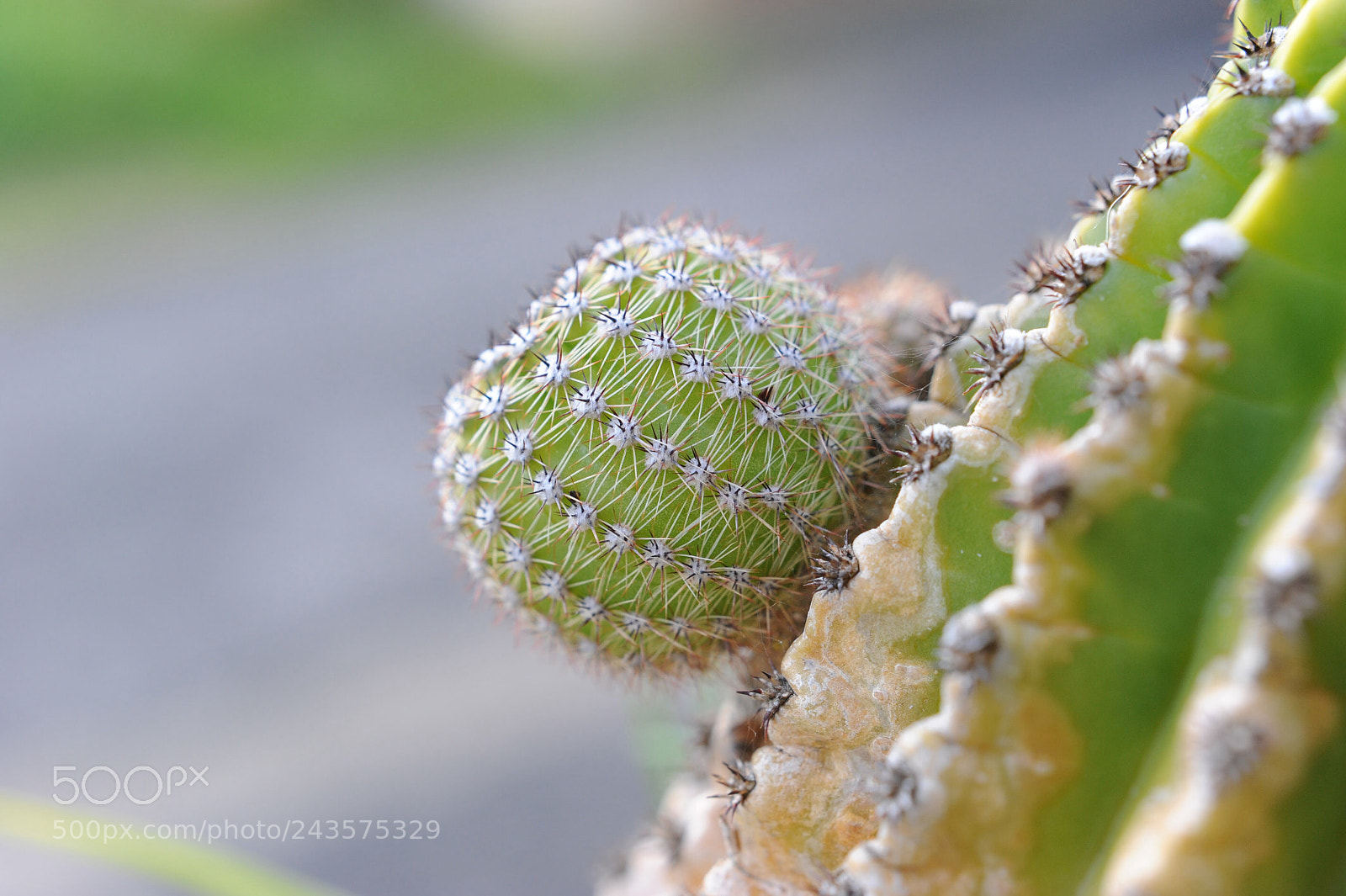 Nikon D700 sample photo. Beauty cactus! photography