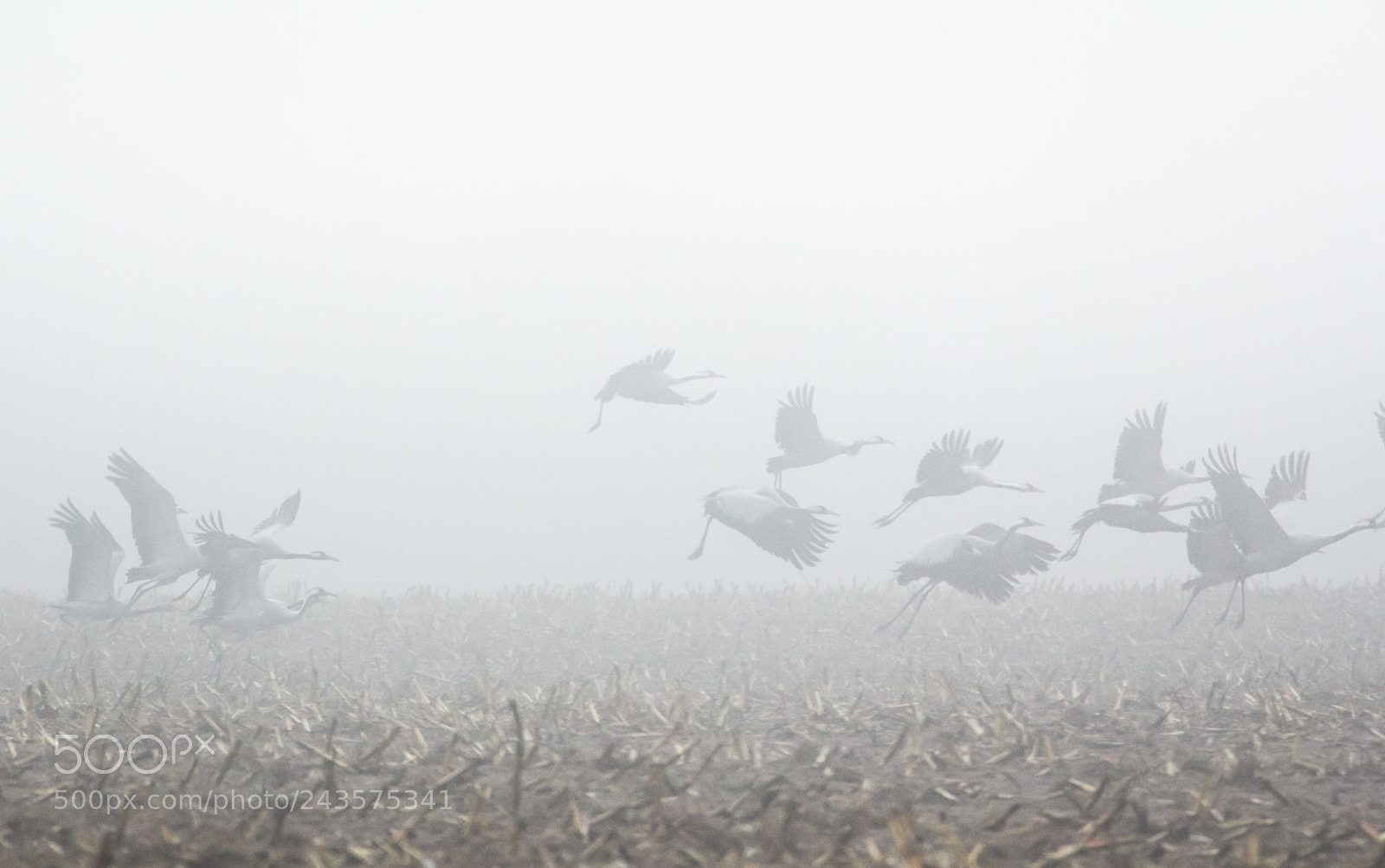 Canon EOS 60D sample photo. Mist photography