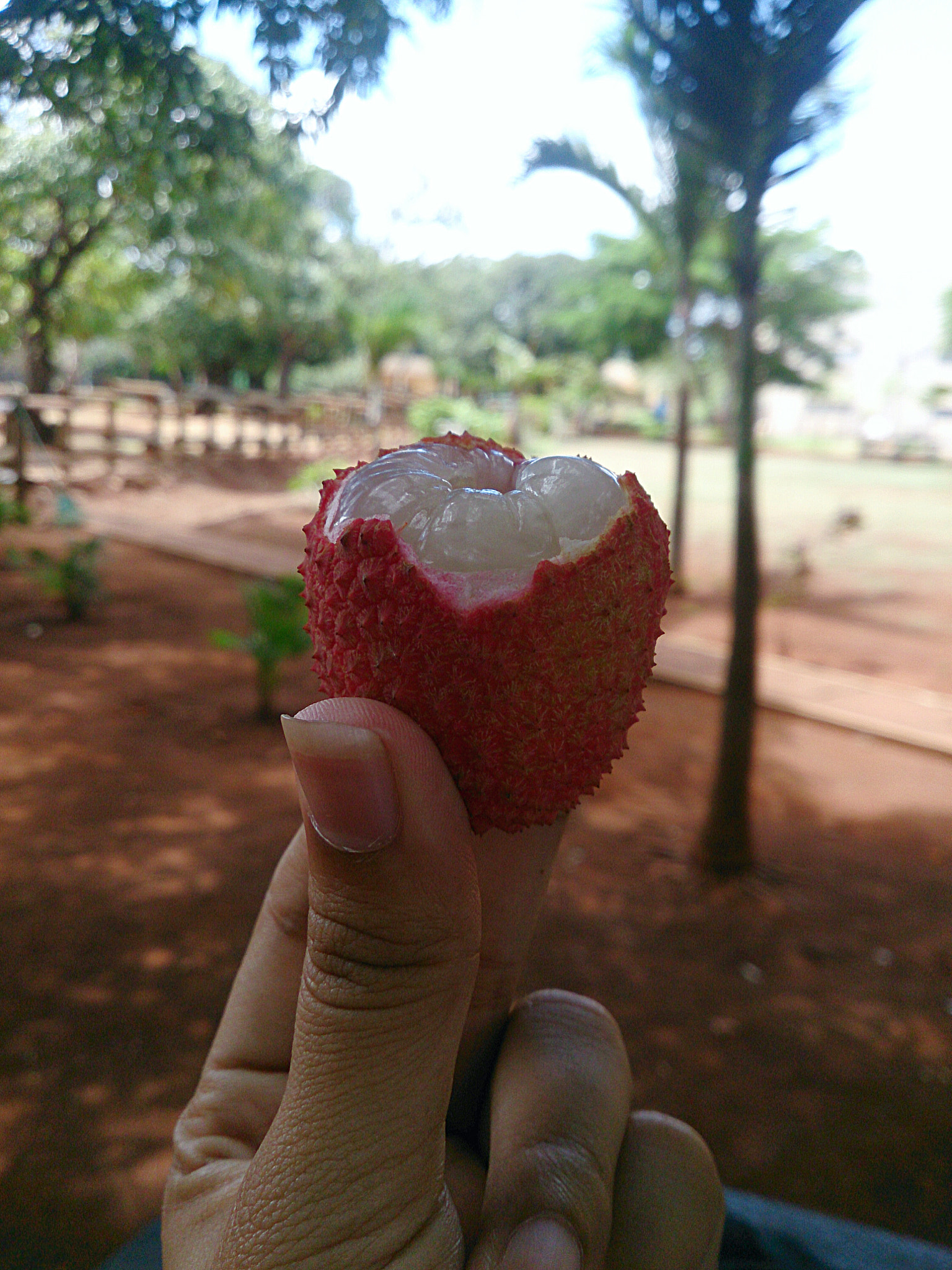 Sony Xperia Z sample photo. Lychee #mauritius photography