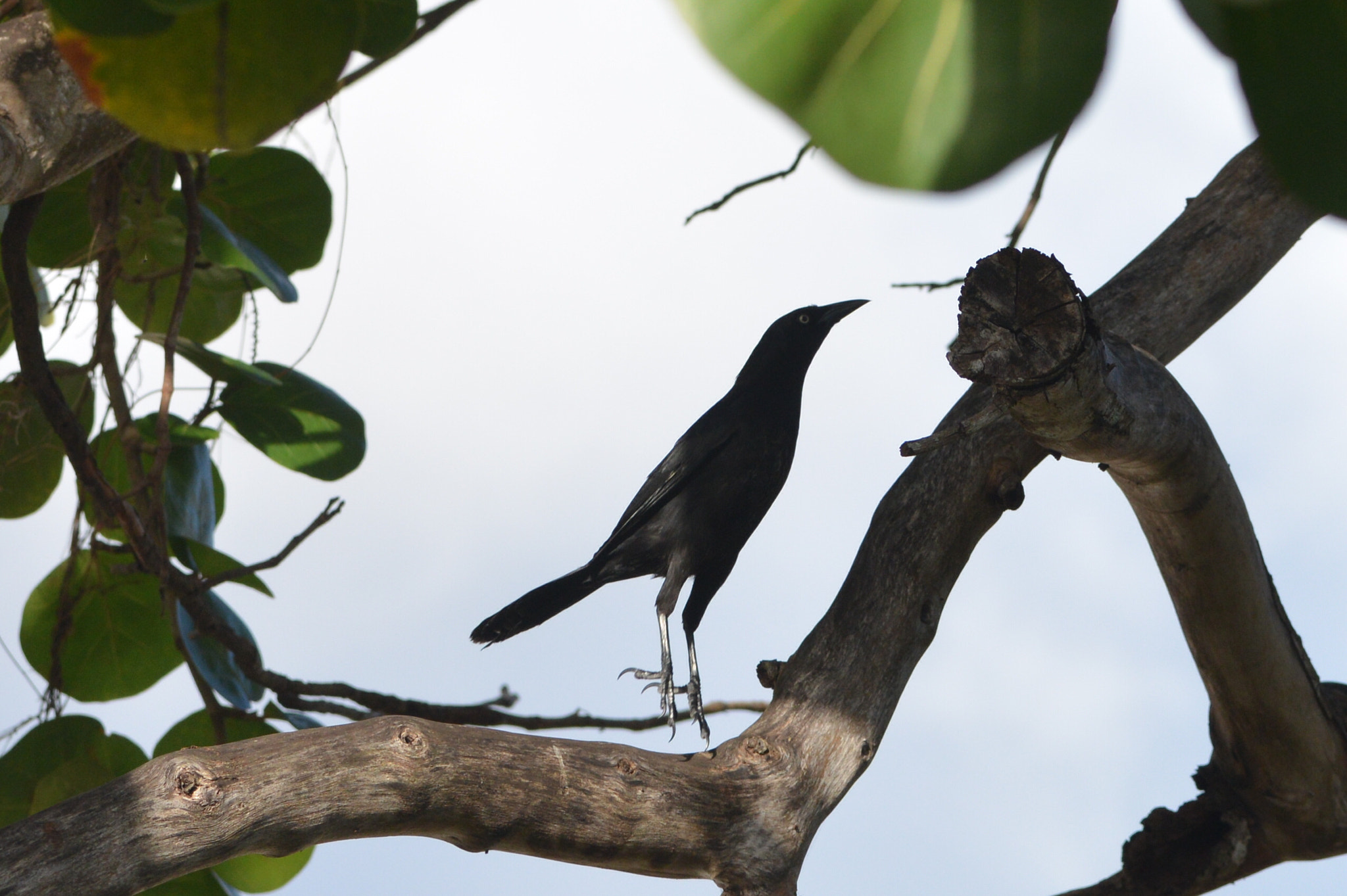 Nikon AF-S Micro-Nikkor 105mm F2.8G IF-ED VR sample photo. Bird’s jump... photography