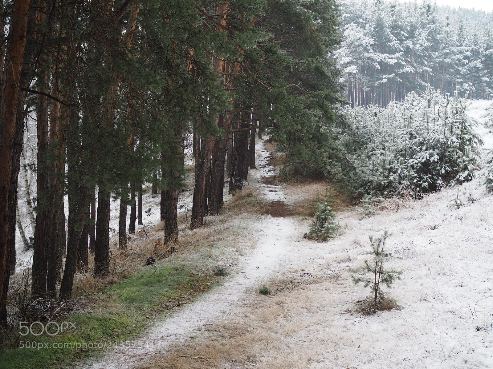 Olympus PEN-F sample photo. Winter tale photography