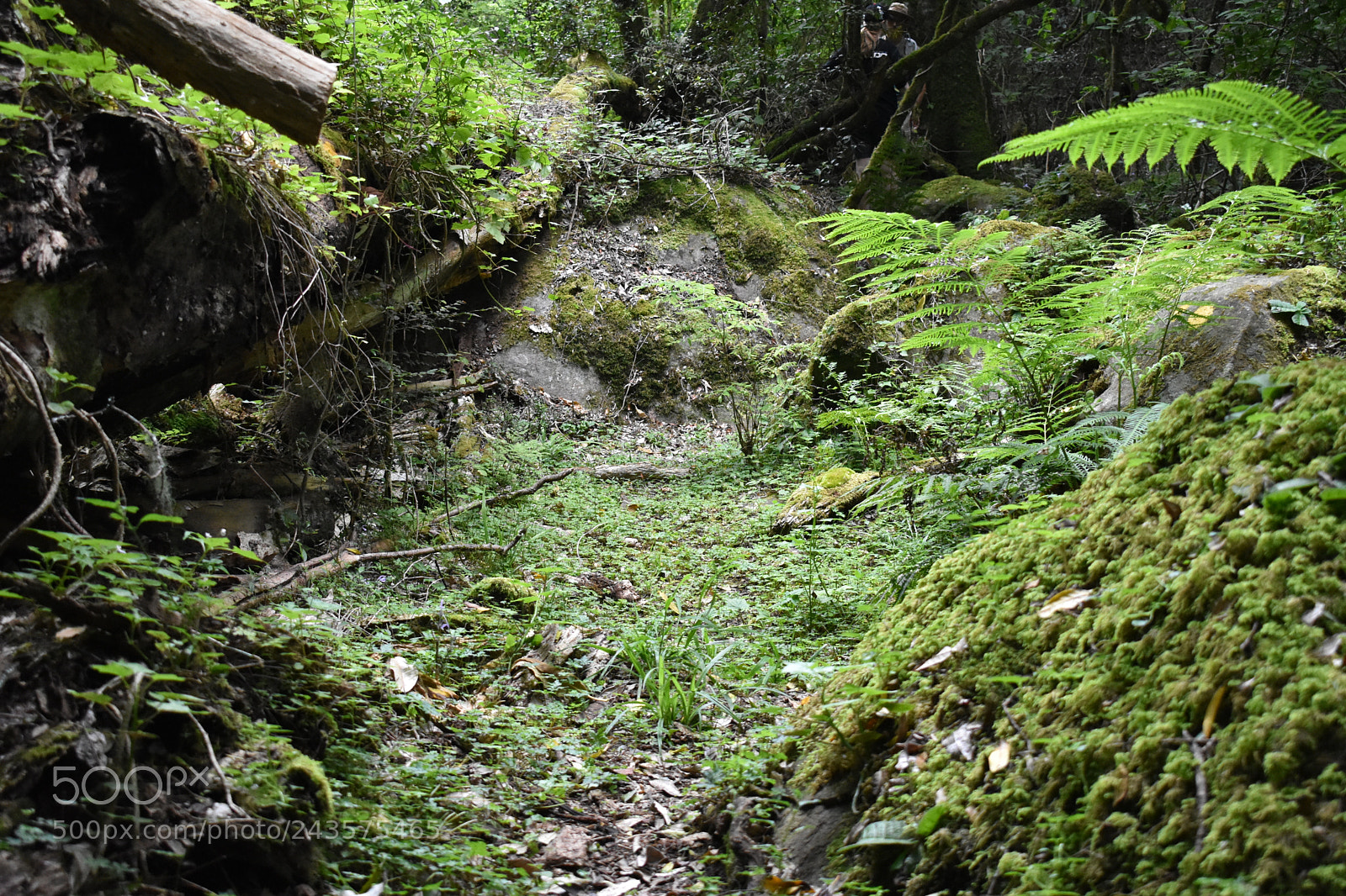 Nikon D3400 sample photo. Fairy forest photography