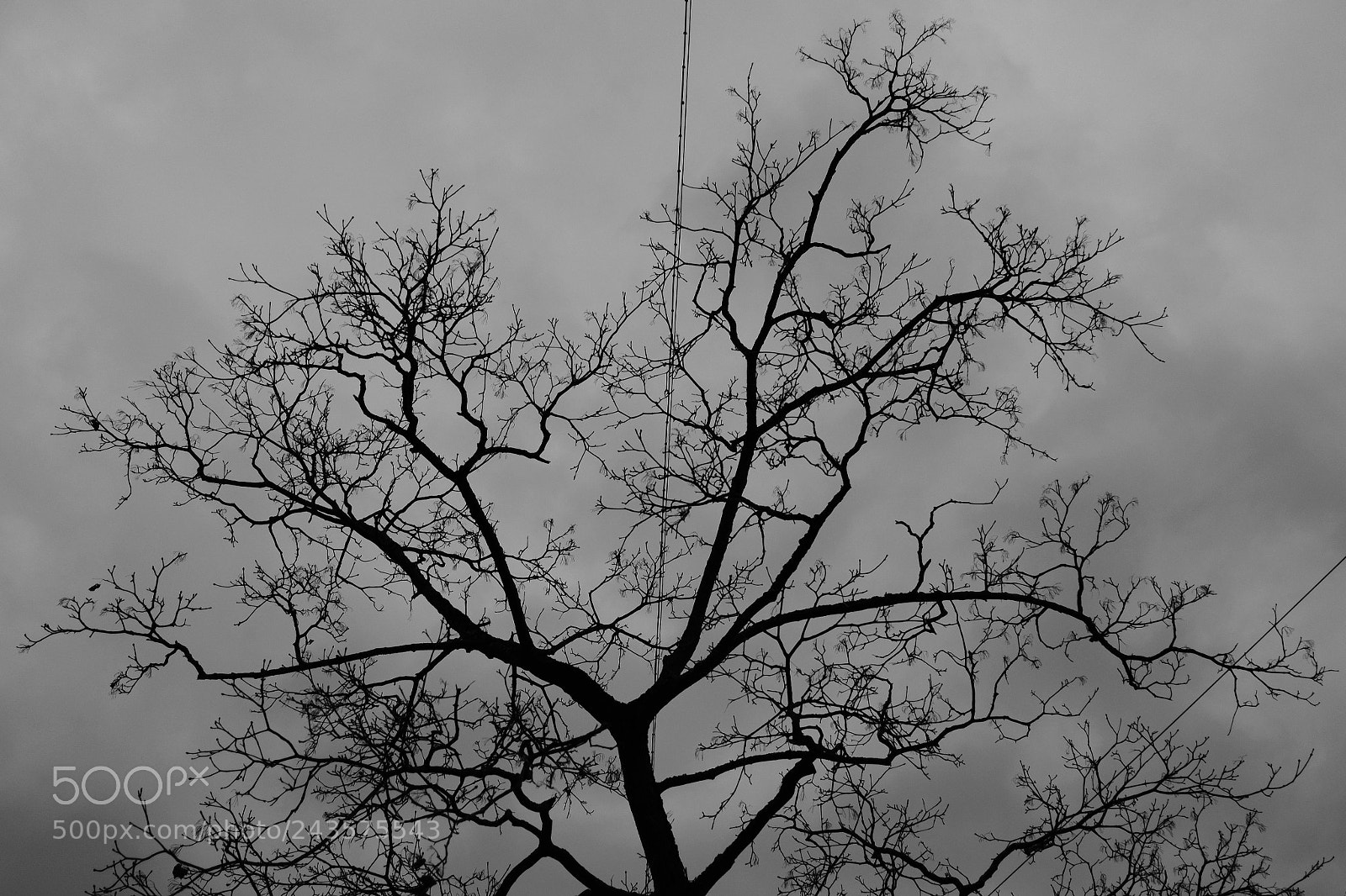 Fujifilm X-T2 sample photo. Veins photography