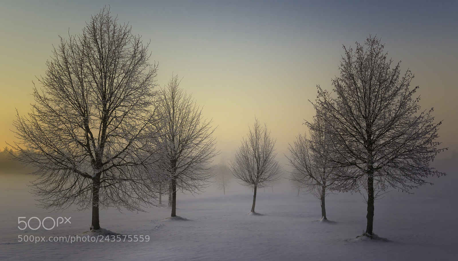Nikon D800E sample photo. Five frost photography
