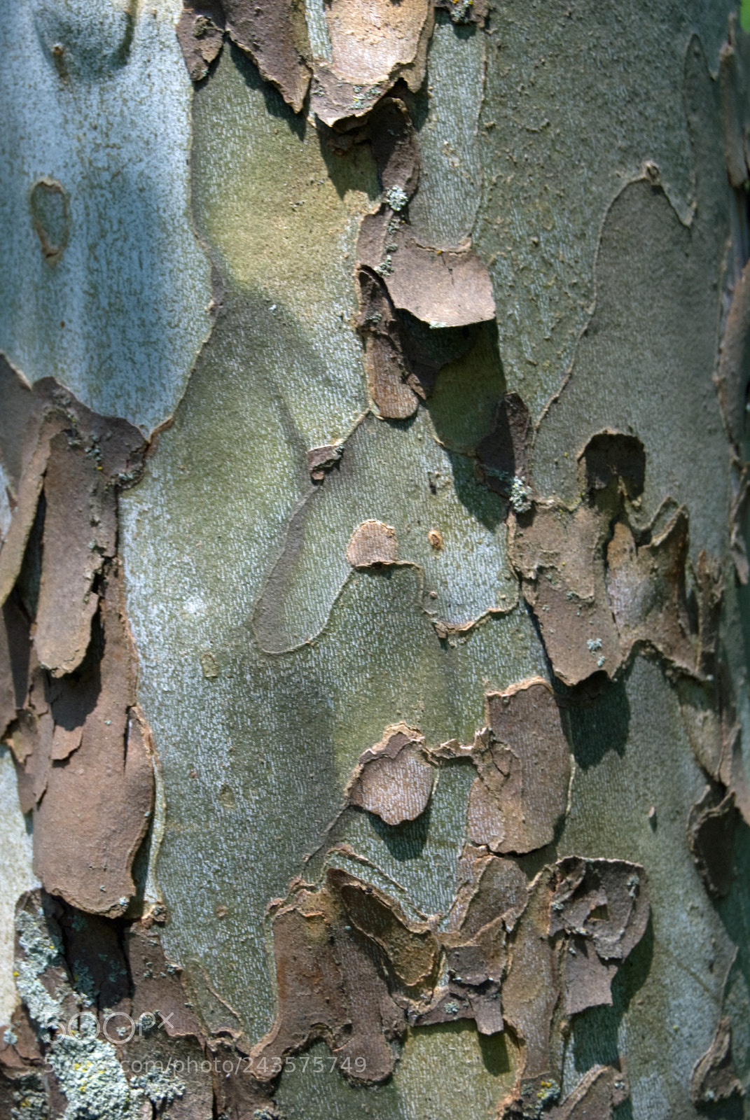 Nikon D40X sample photo. Bark photography
