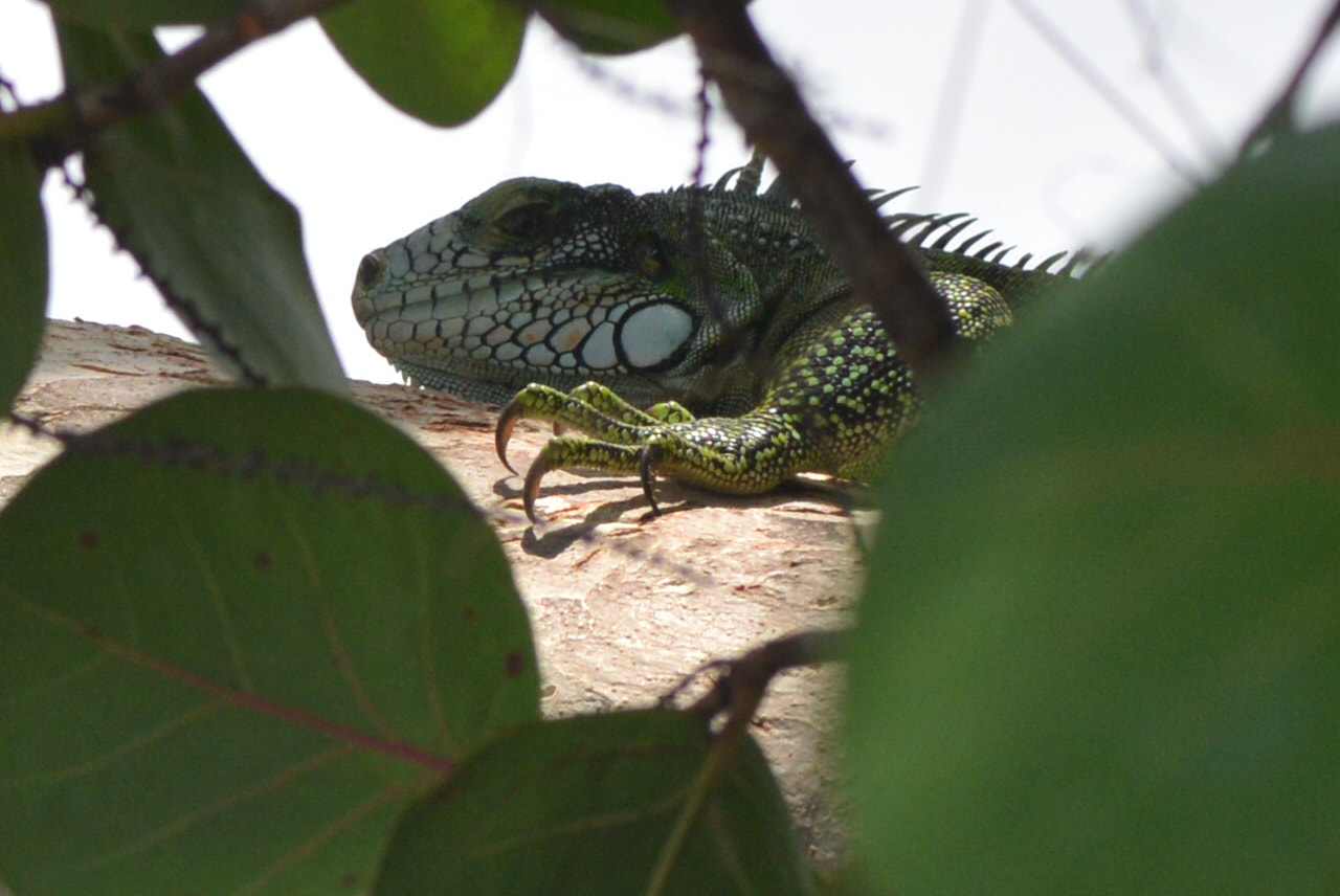 Nikon AF-S Micro-Nikkor 105mm F2.8G IF-ED VR sample photo. Iguana’s rest... photography