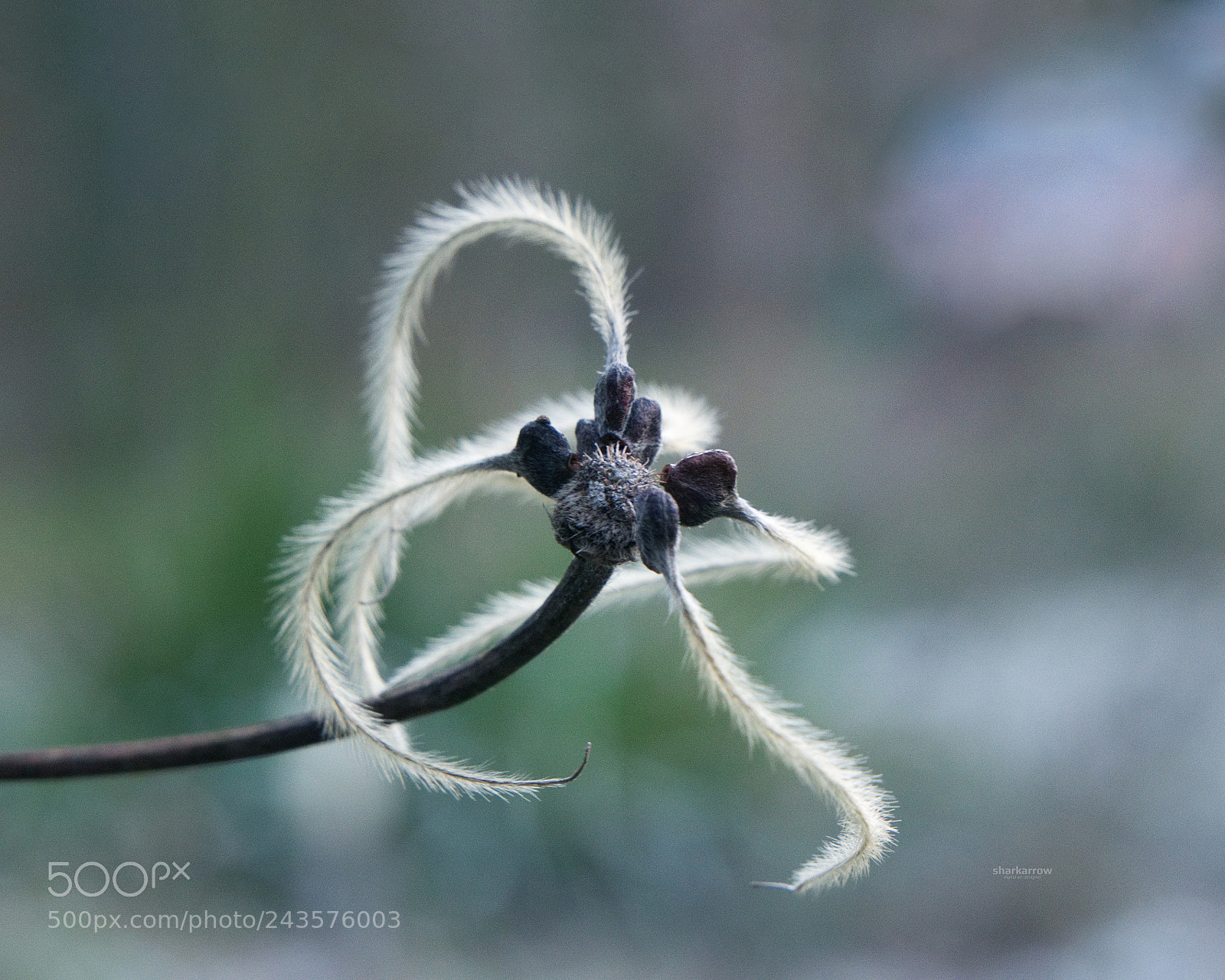 Panasonic Lumix DMC-G7 sample photo. Shaggy creature photography