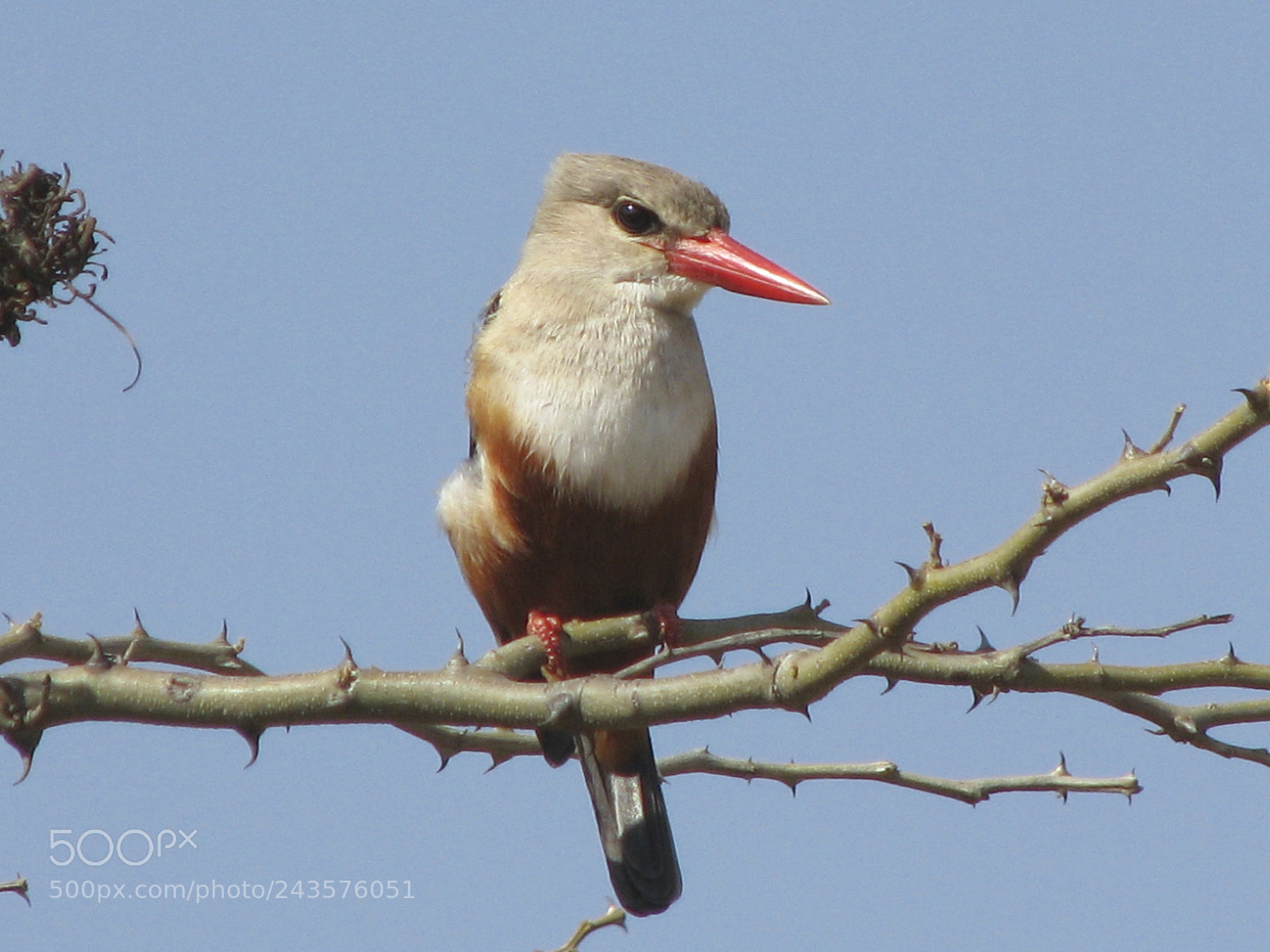 Canon POWERSHOT S5 IS sample photo. Ceyx erithacus photography