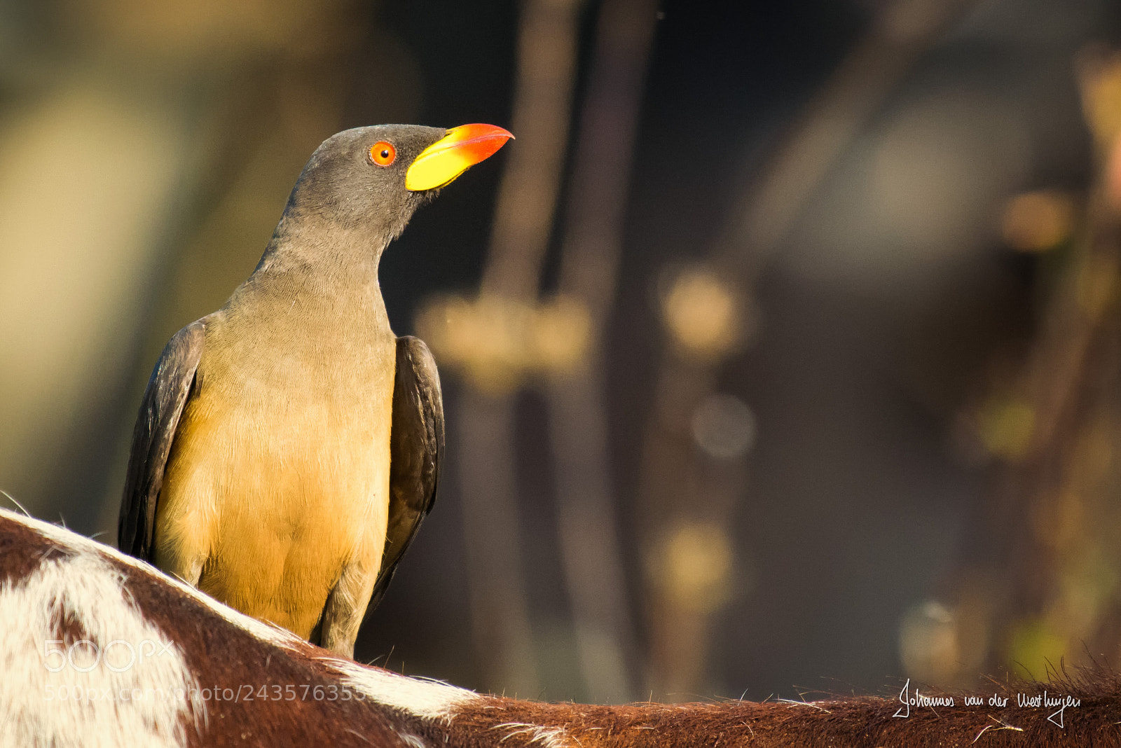 Nikon D7100 sample photo. Yello-billed oxpecker photography