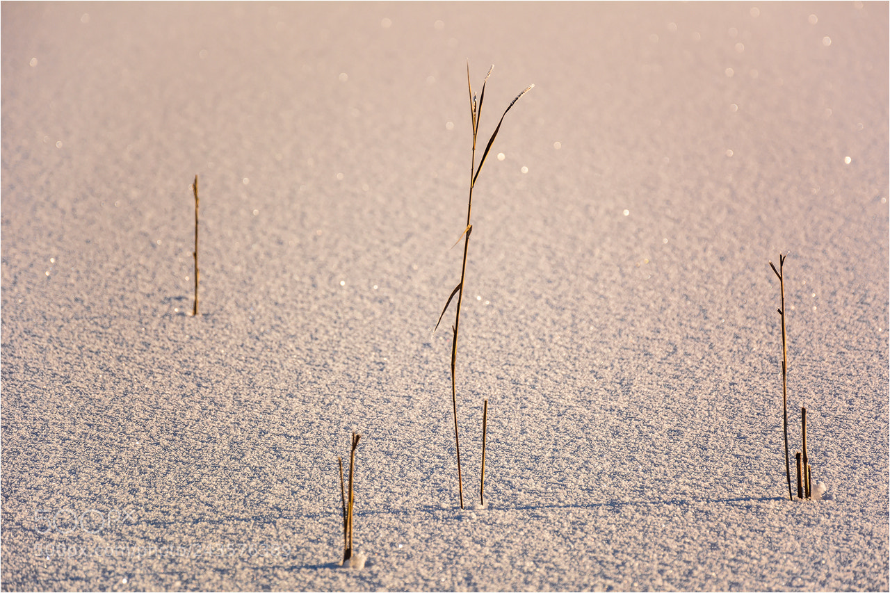 Nikon D7100 sample photo. °°° cold °°° photography