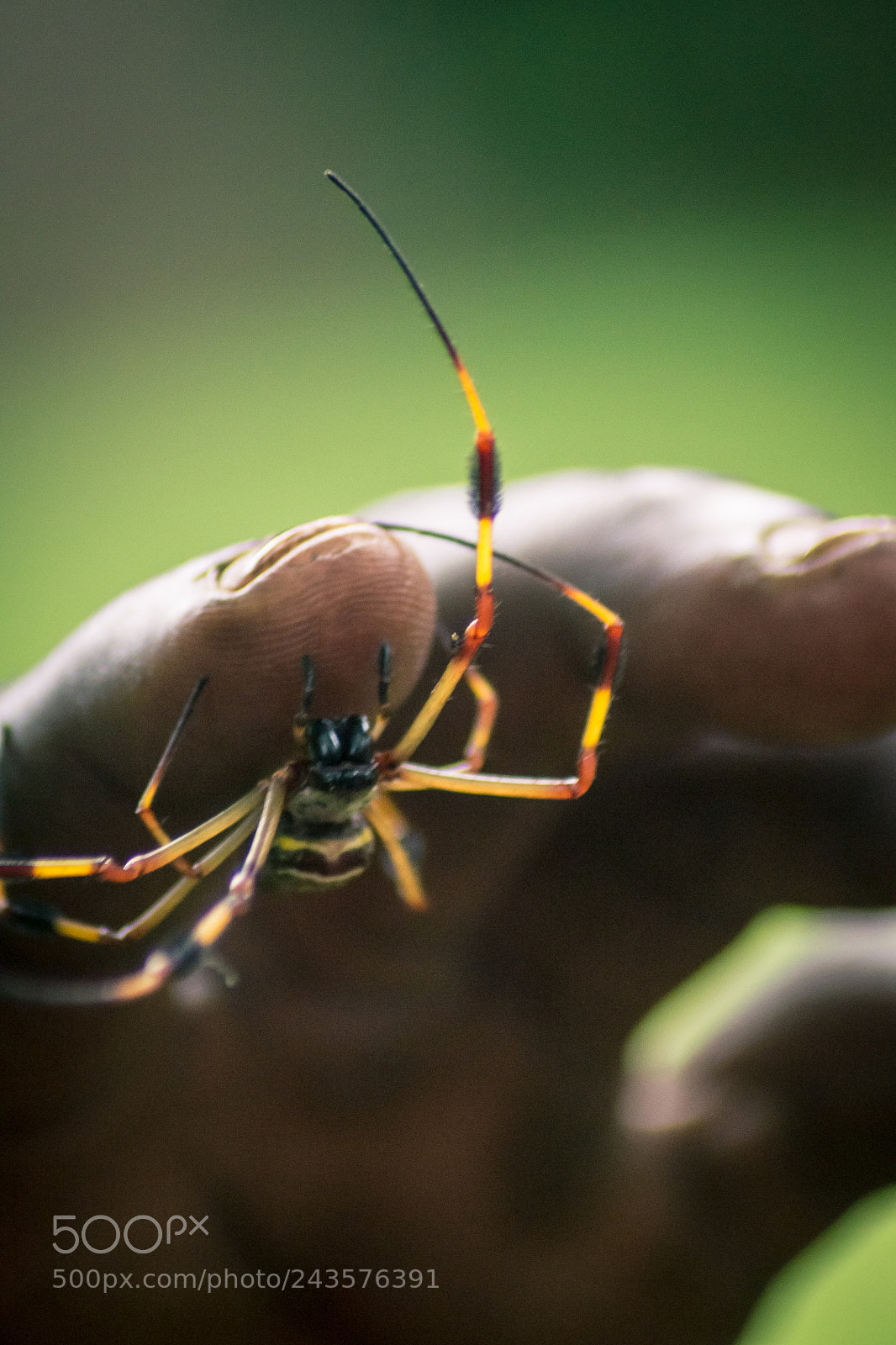 Nikon D3100 sample photo. Banana spider 2 photography
