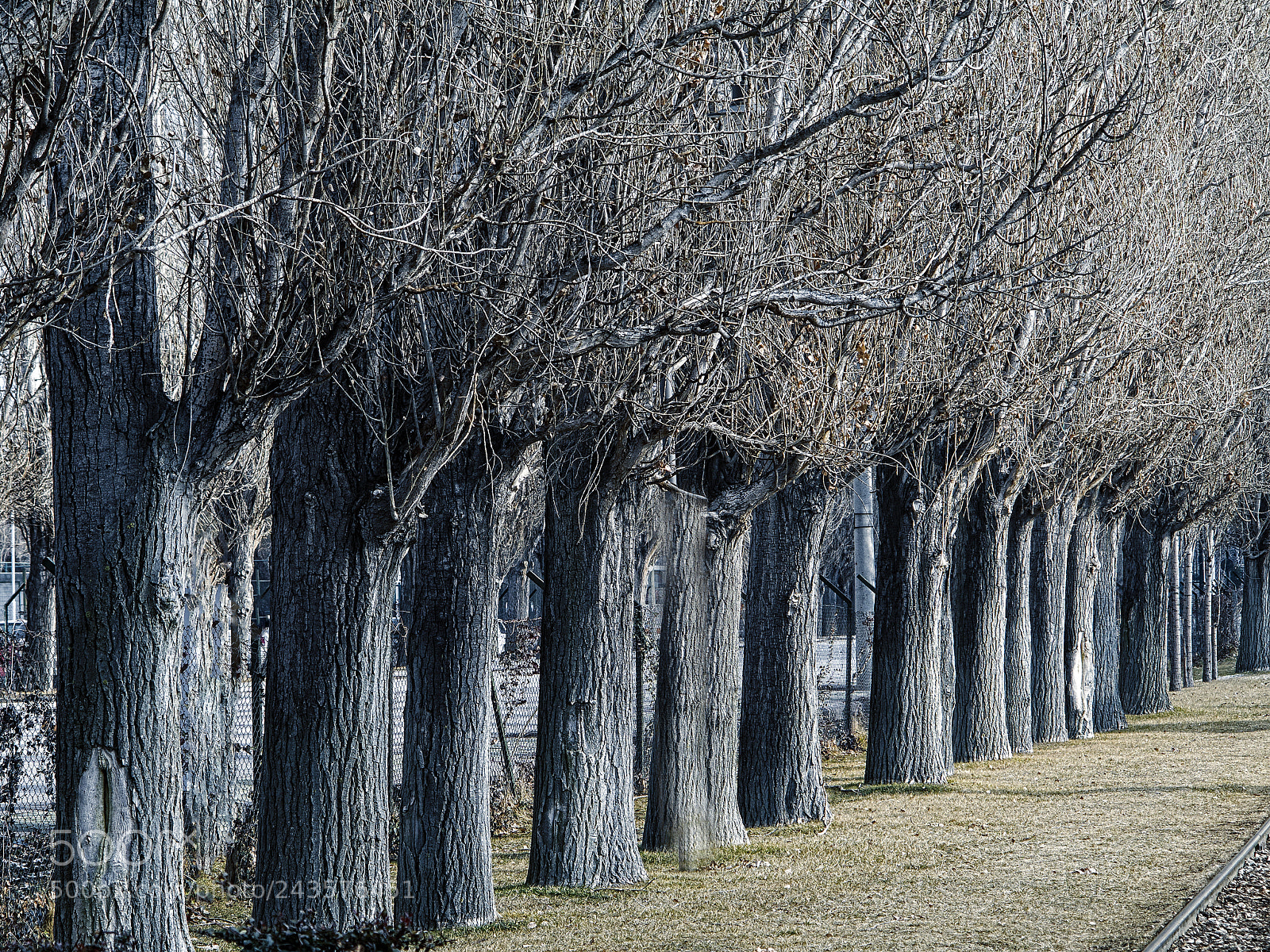 Canon PowerShot G1 X sample photo. Trees photography