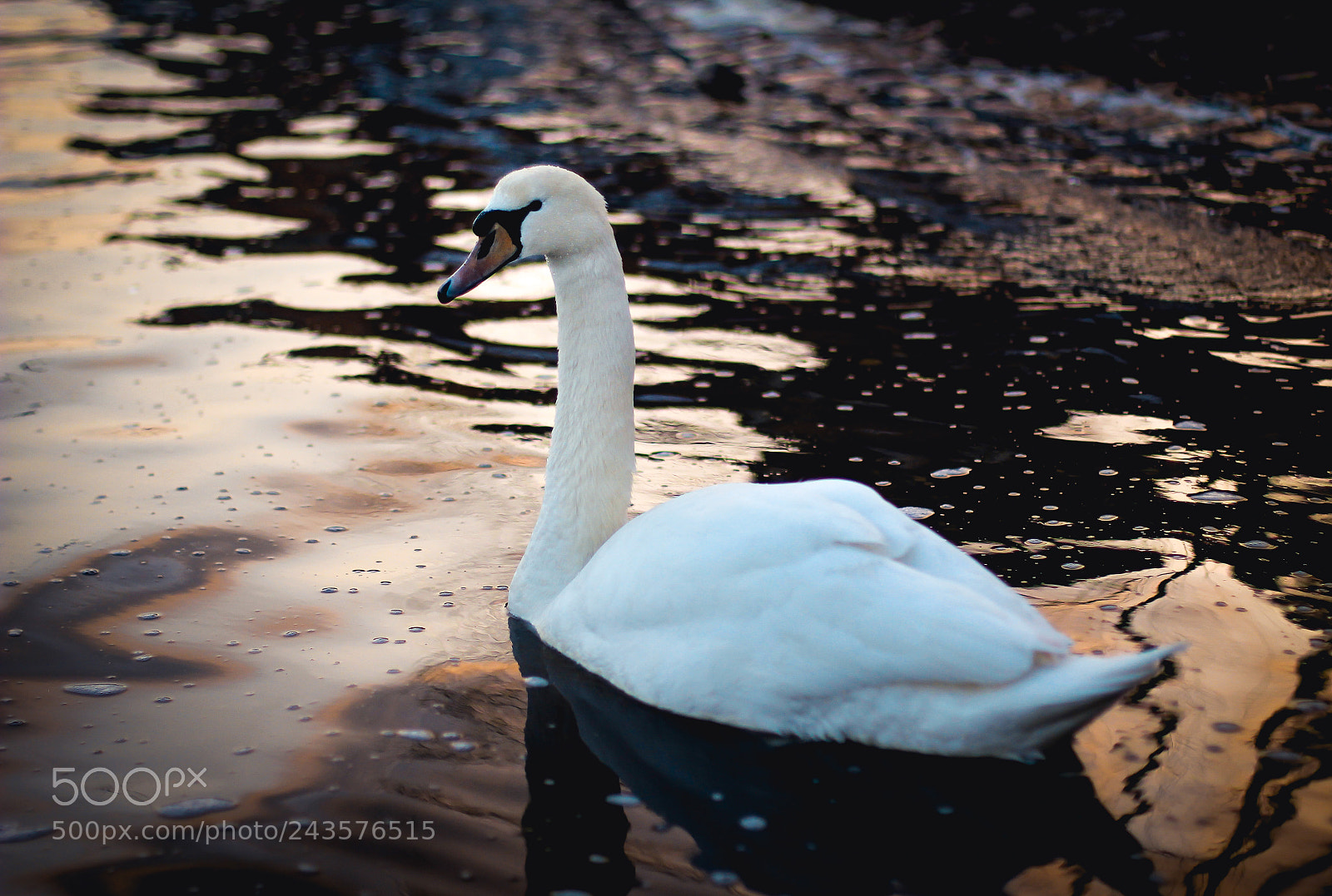 Canon EOS 60D sample photo. Swan photography