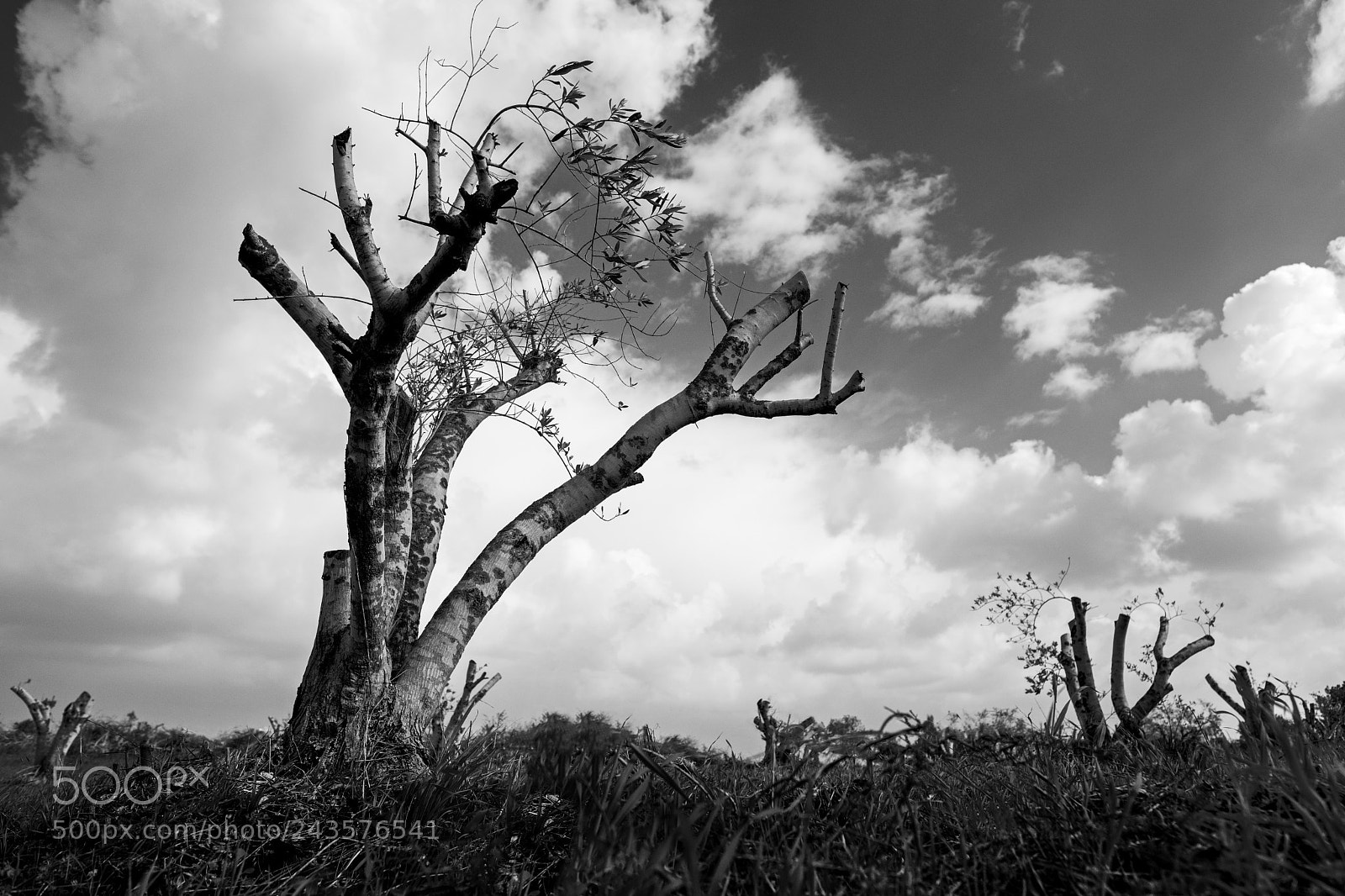 Fujifilm X-T2 sample photo. Sky worshippers photography