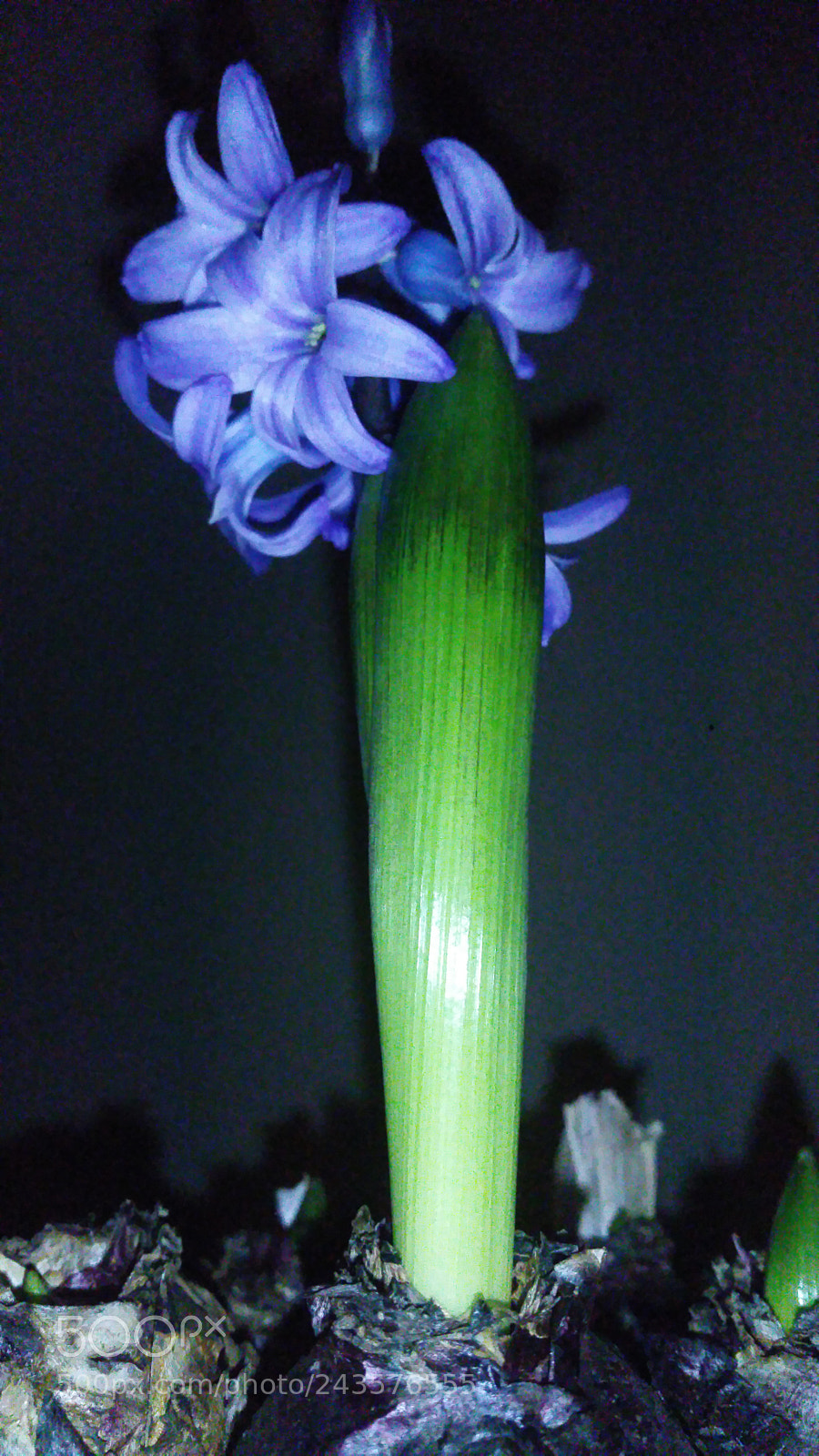 Samsung Galaxy Note4 sample photo. Untitled photography