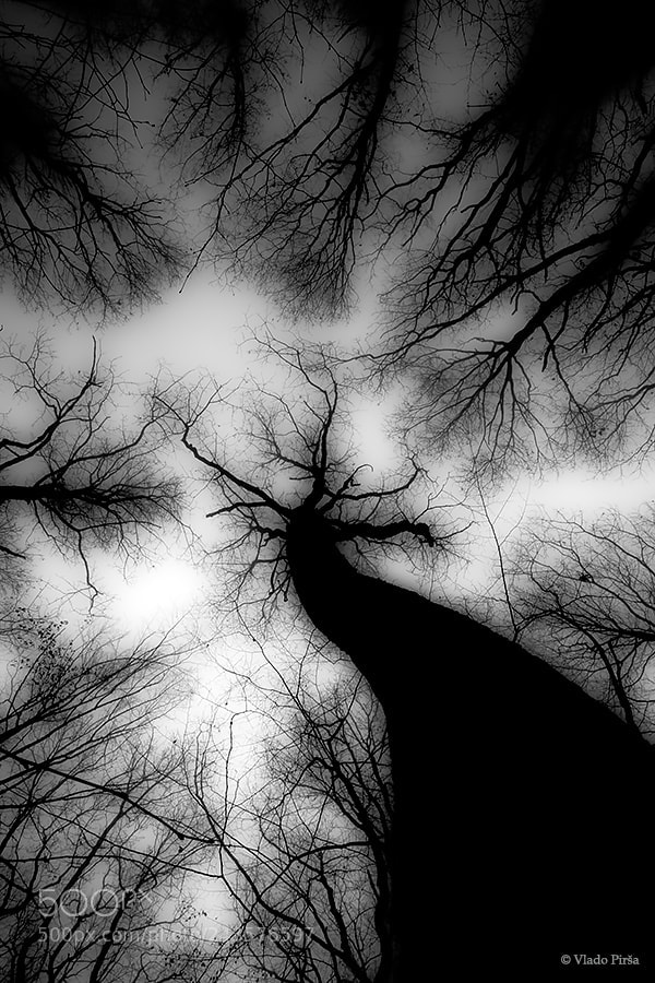 Canon EOS 7D Mark II sample photo. Dark forest photography