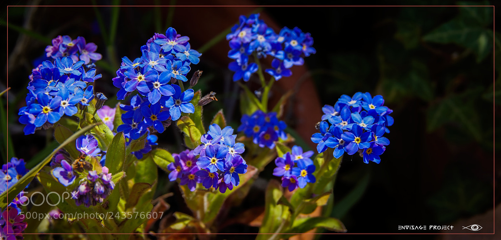Sony Alpha NEX-7 sample photo. Blue flowers photography