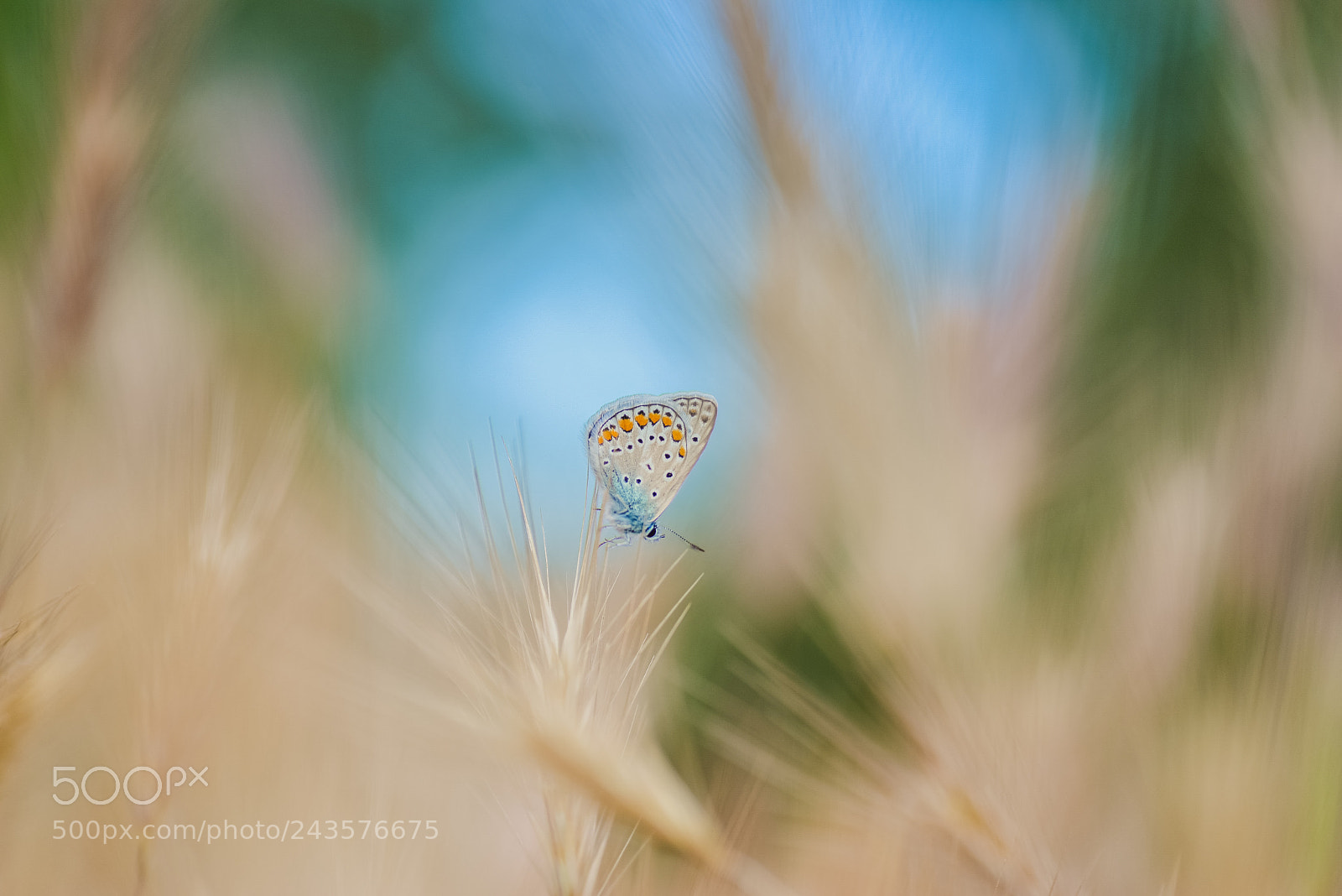 Nikon D610 sample photo. Summer beauty.. photography