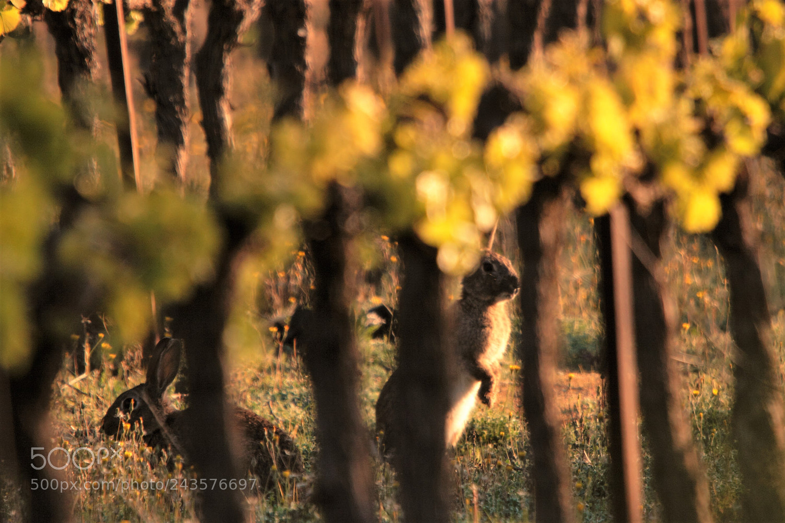 Canon EOS 20D sample photo. Lapins dans les vignes photography
