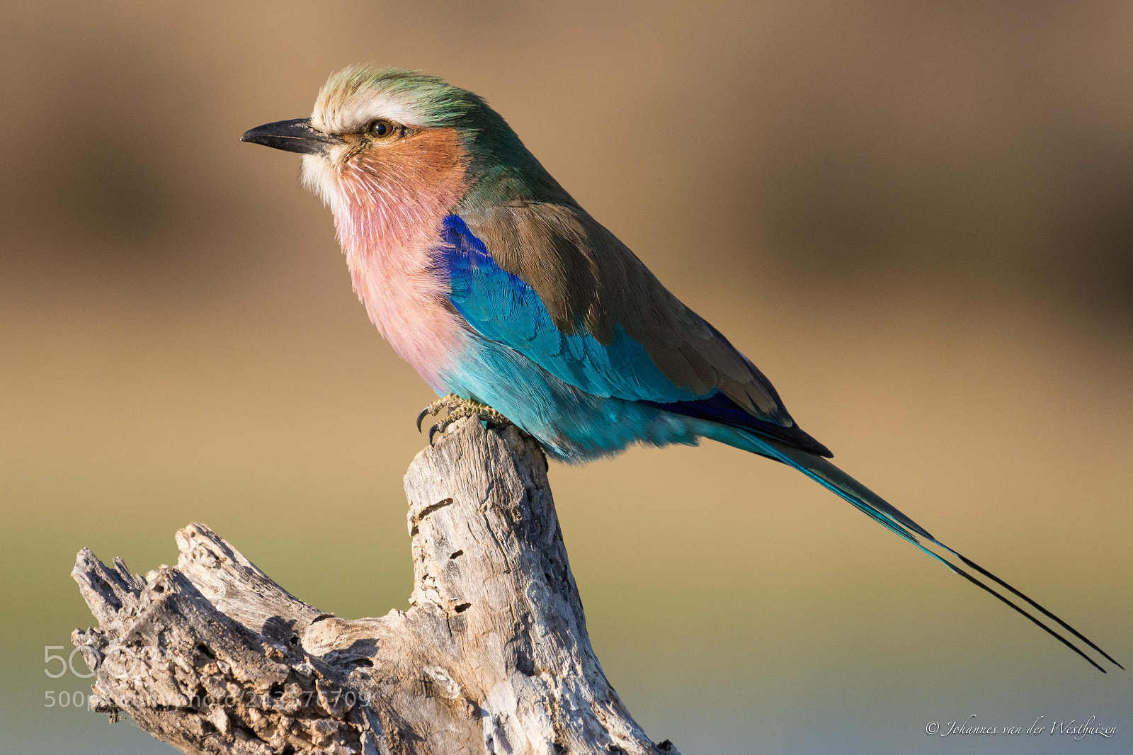 Nikon D7100 sample photo. Lilac-breasted roller on perch photography