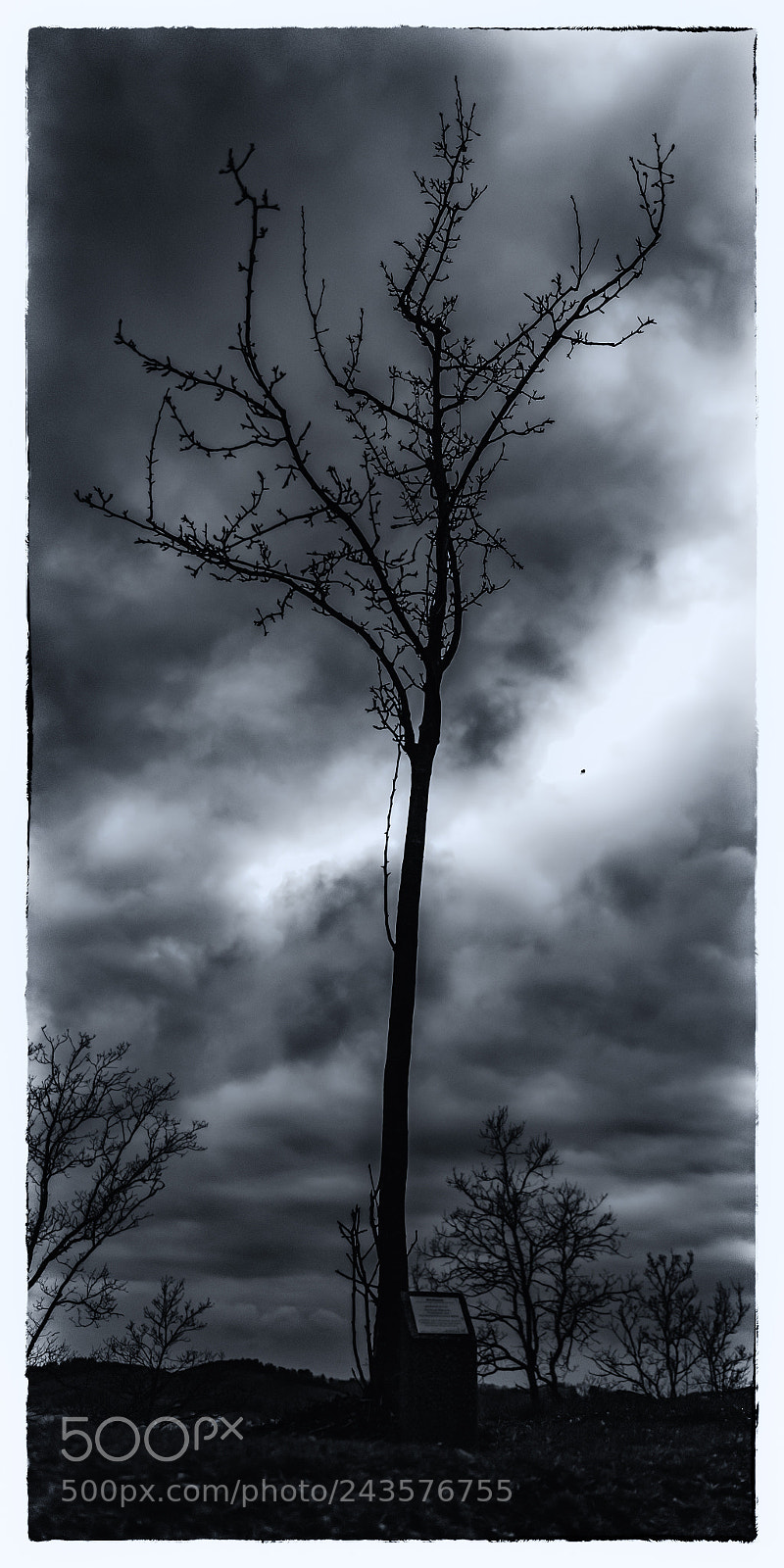 Nikon D810 sample photo. Mystic tree photography