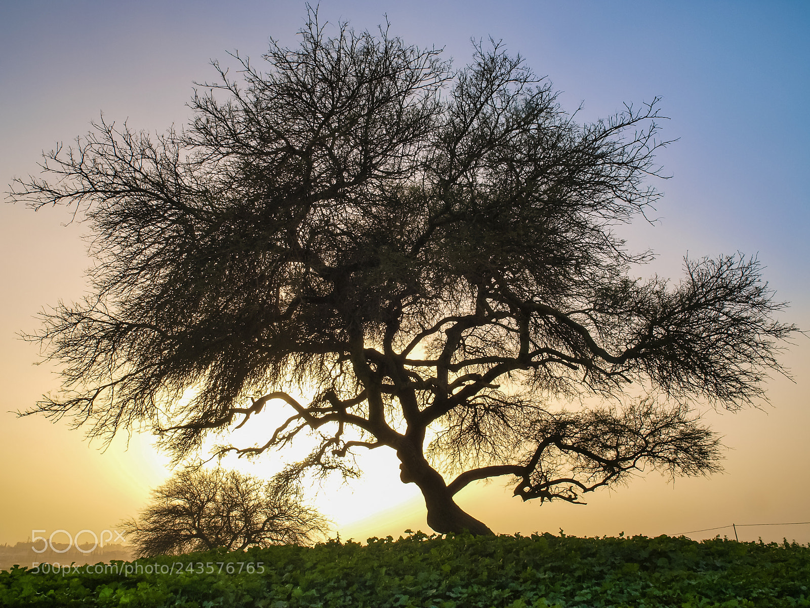 Olympus E-3 sample photo. Loneliness and the sunset. photography