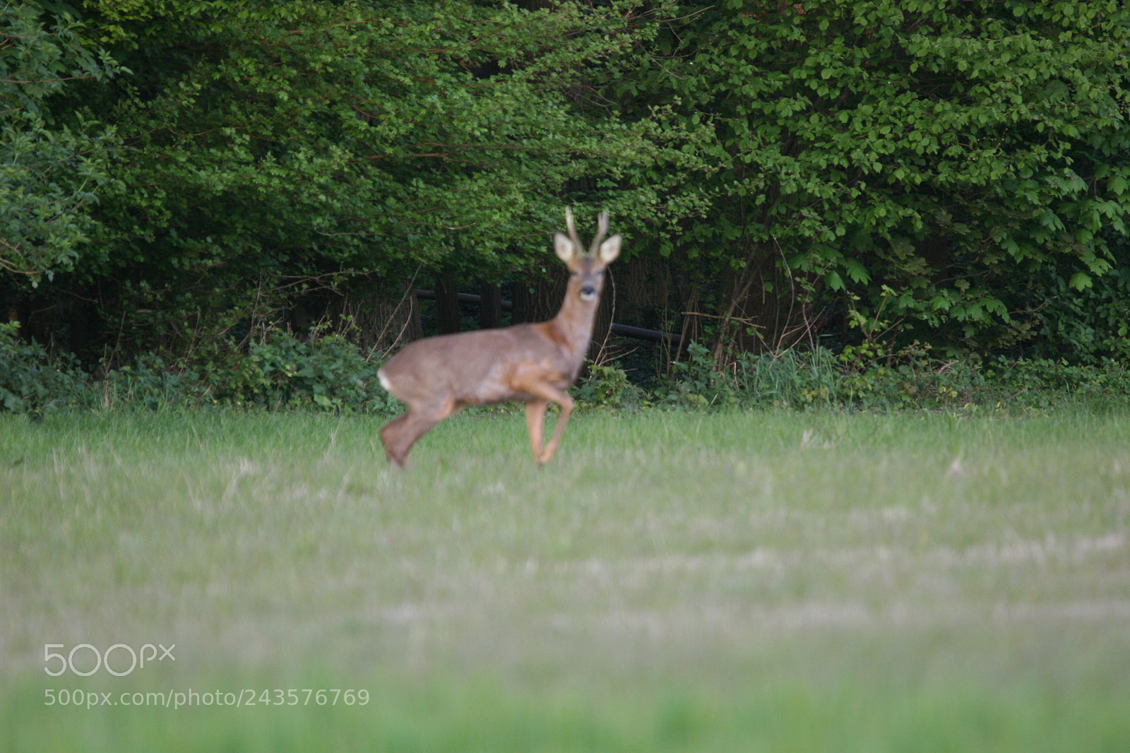 Canon EOS 20D sample photo. Chevreuil photography