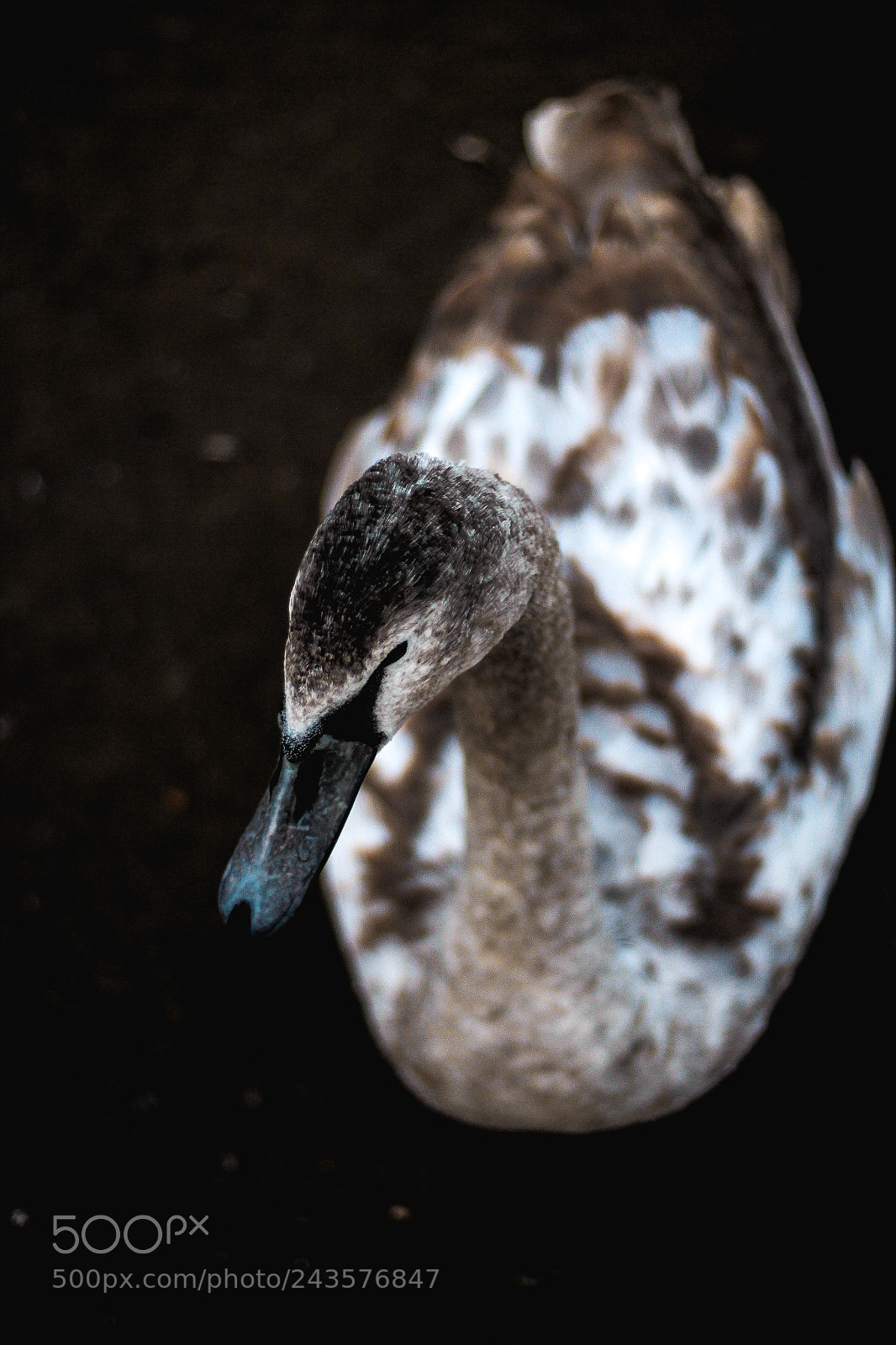 Canon EOS 60D sample photo. Swan in the dark photography