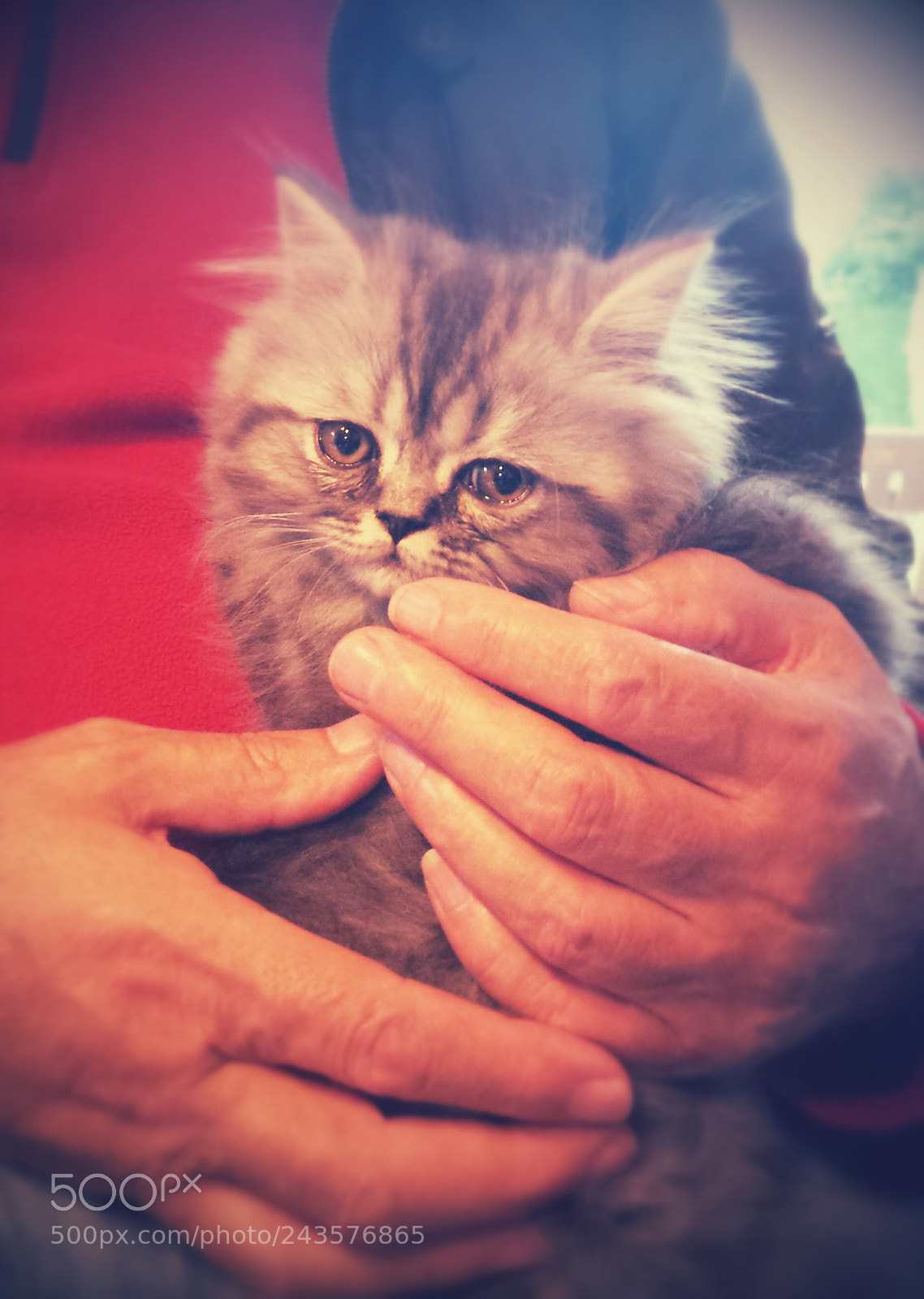 Samsung Galaxy S4 sample photo. Kitten photography
