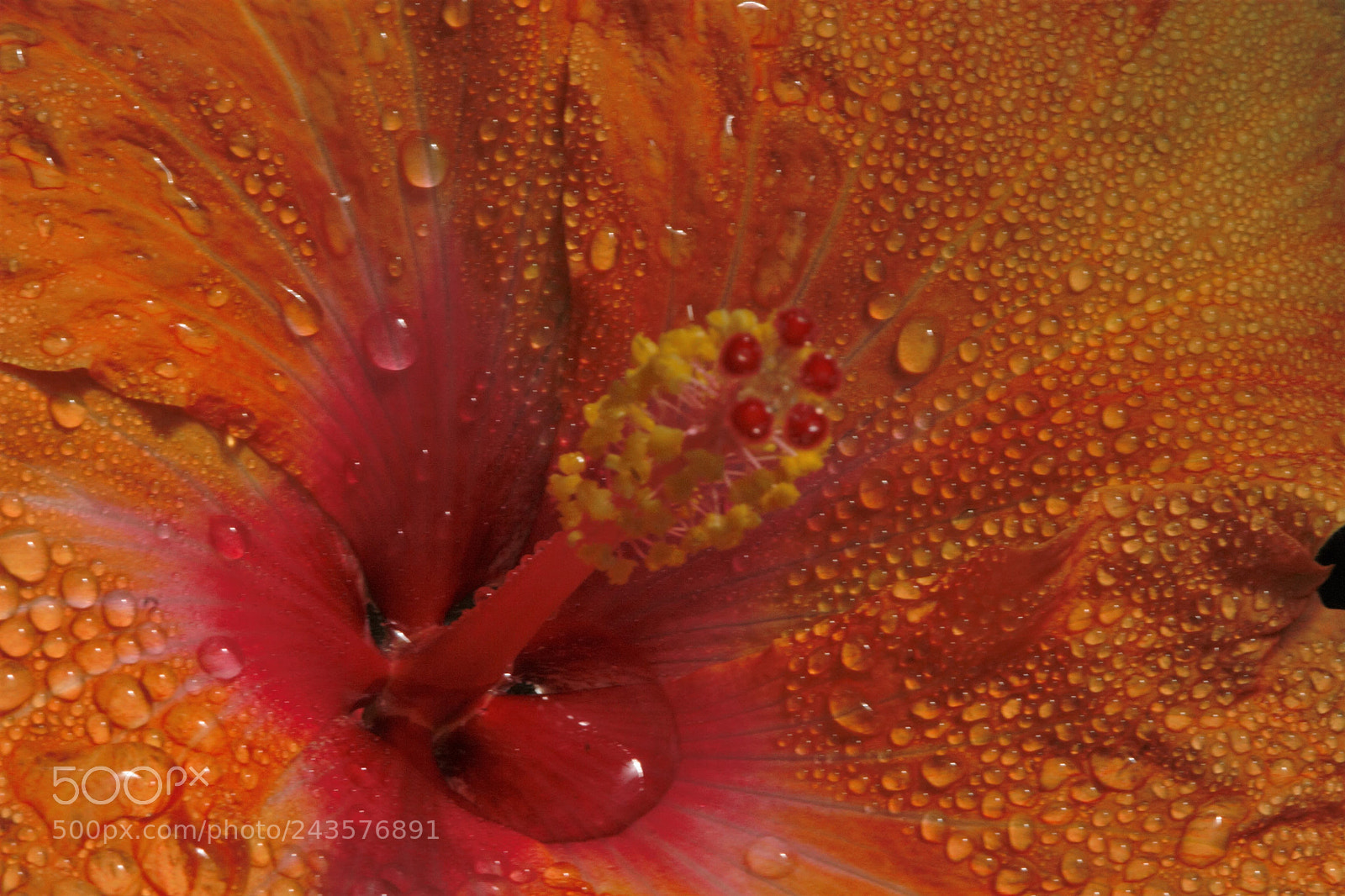 Canon EOS 20D sample photo. Hibiscus photography