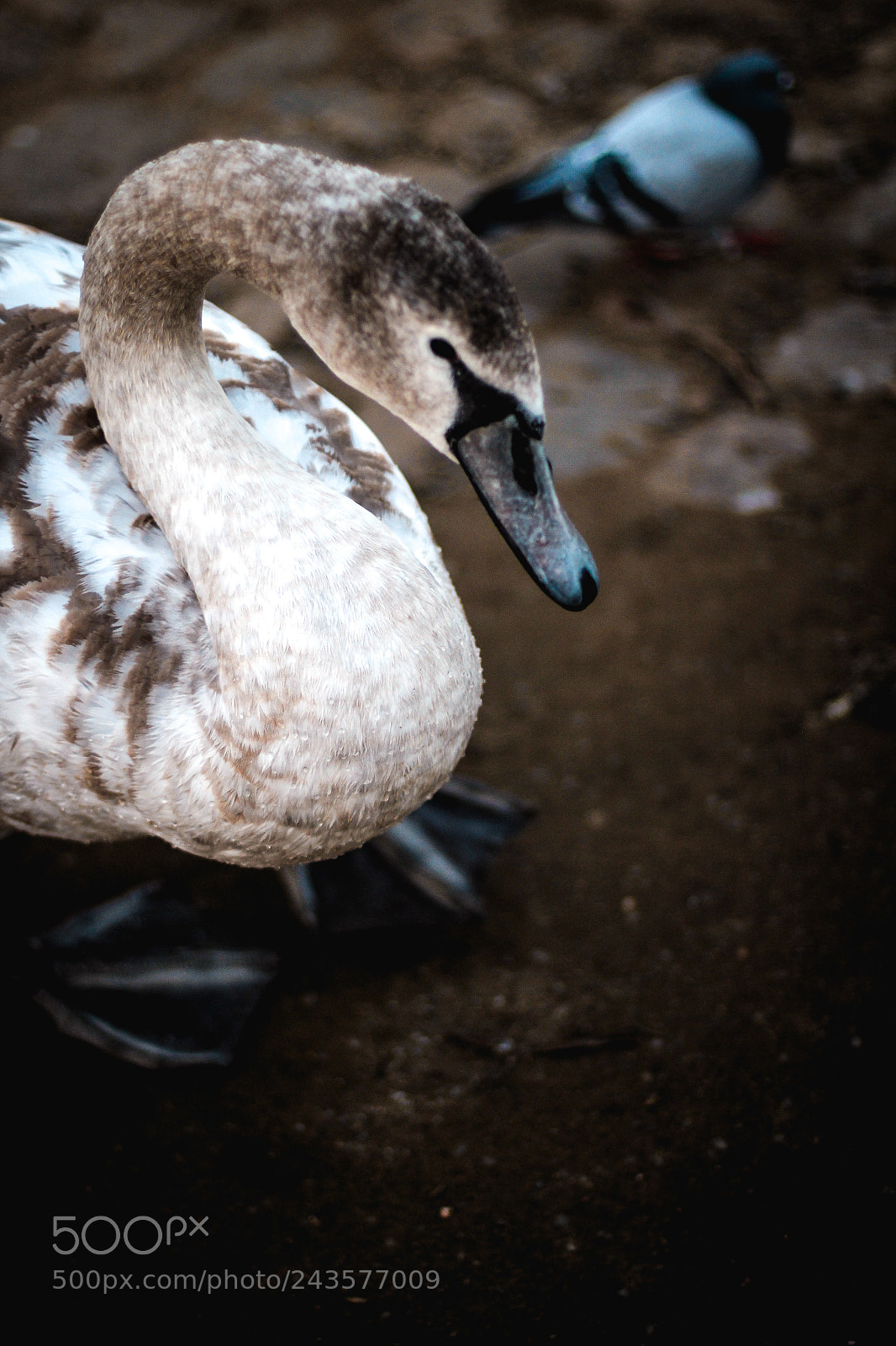 Canon EOS 60D sample photo. Swan photography