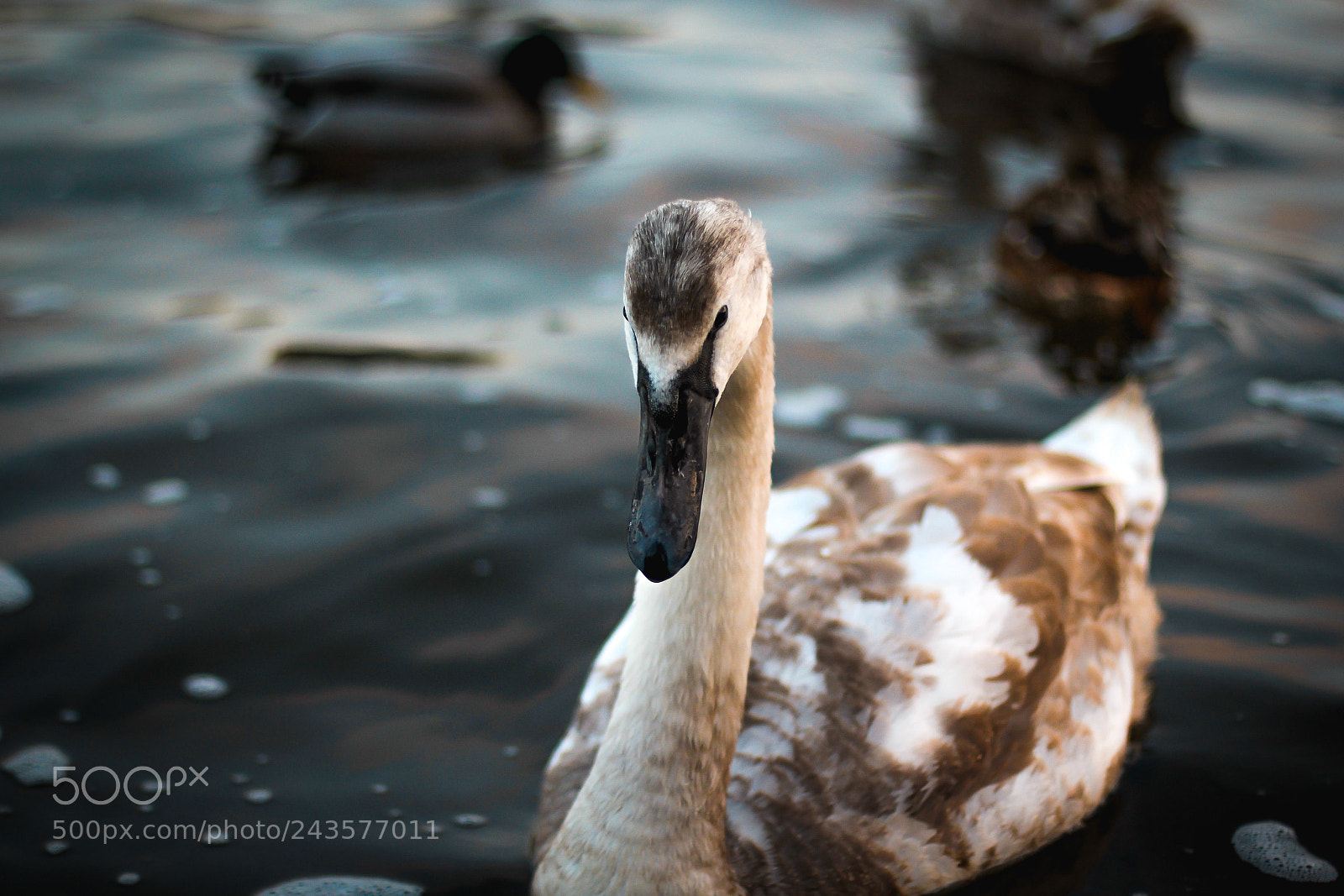 Canon EOS 60D sample photo. Swan on the water photography