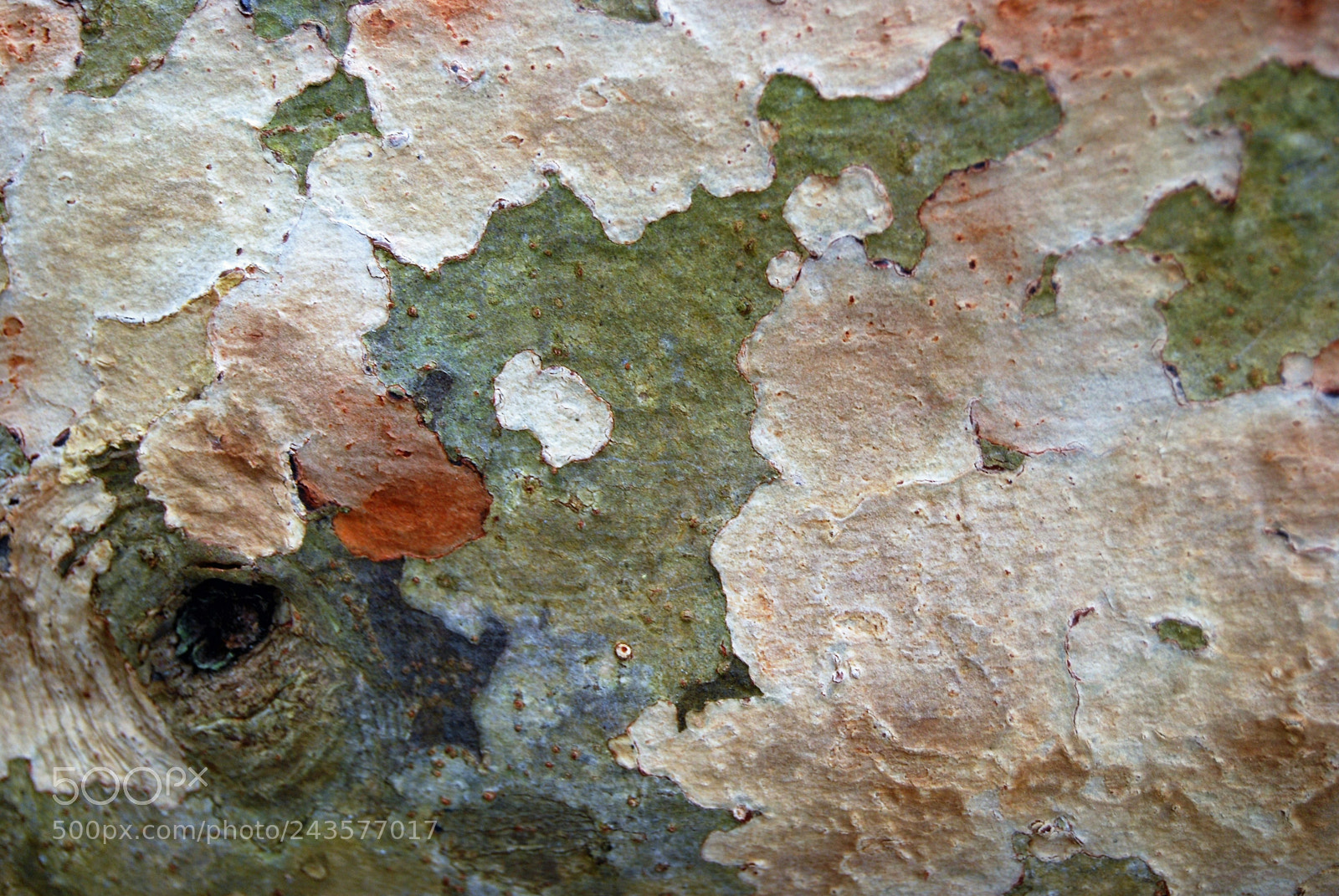 Nikon D40X sample photo. Mottled bark photography