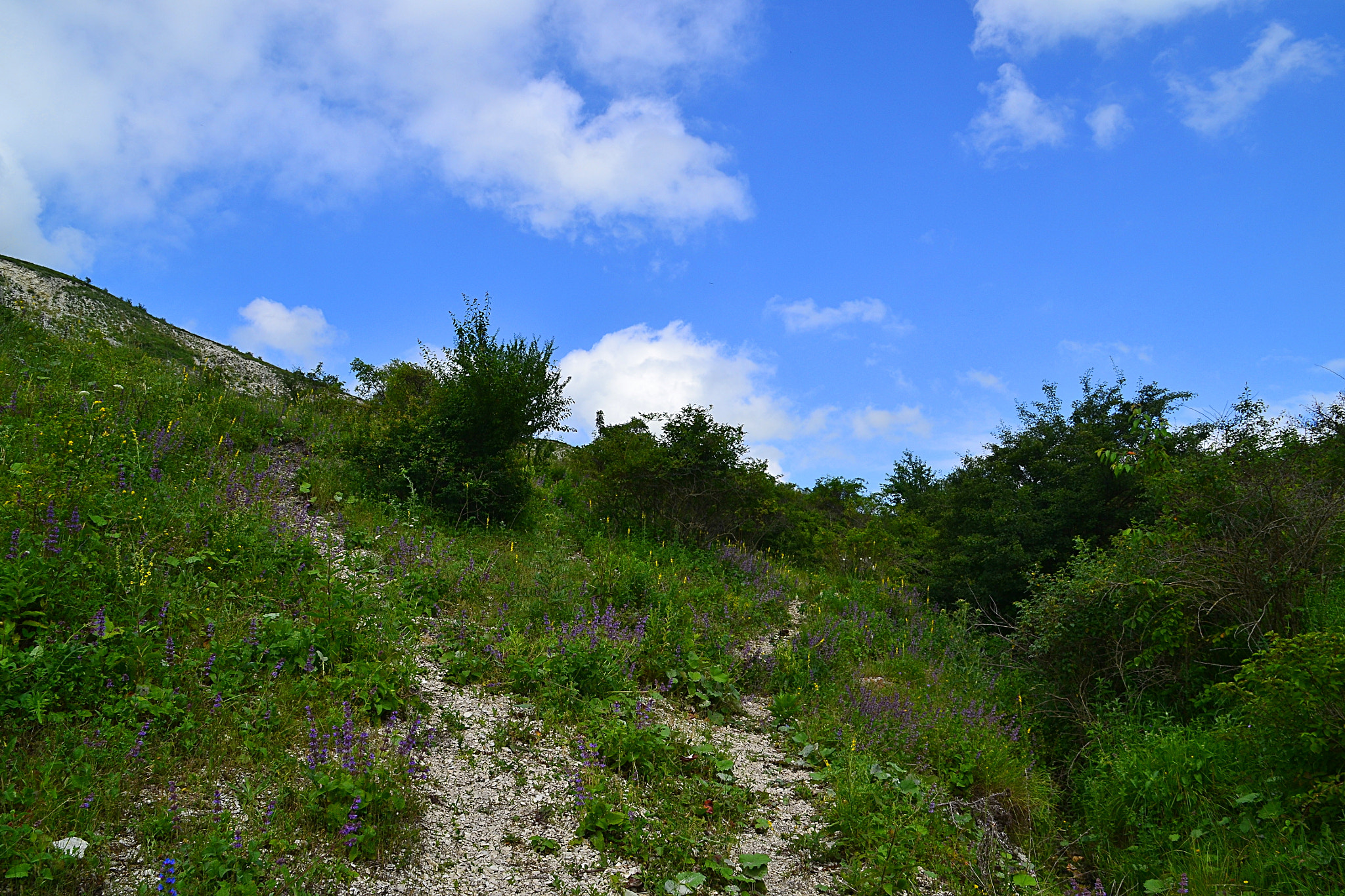 Nikon D3100 sample photo. Shrubby montane meadows photography