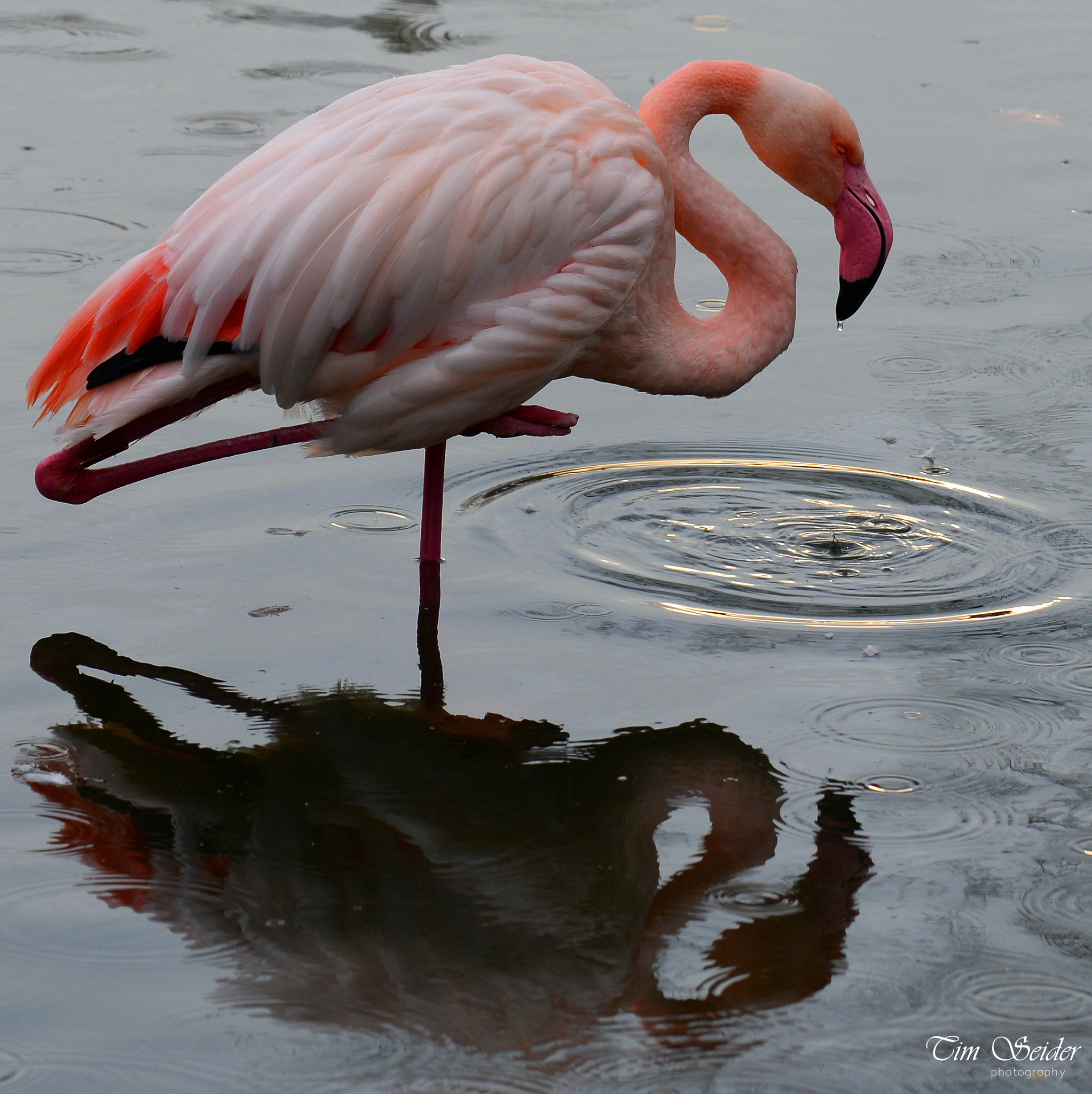 Nikon D610 sample photo. Reflection #2 photography
