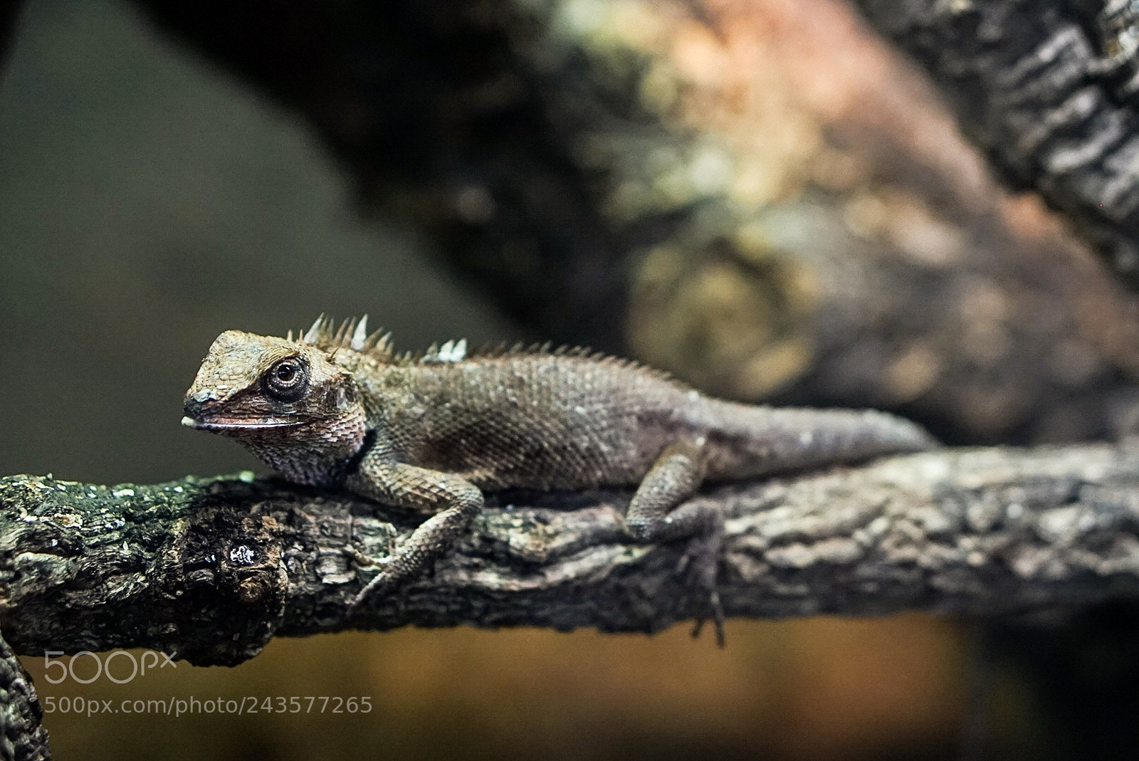 Sony a7 II sample photo. Iguana sitting on a photography