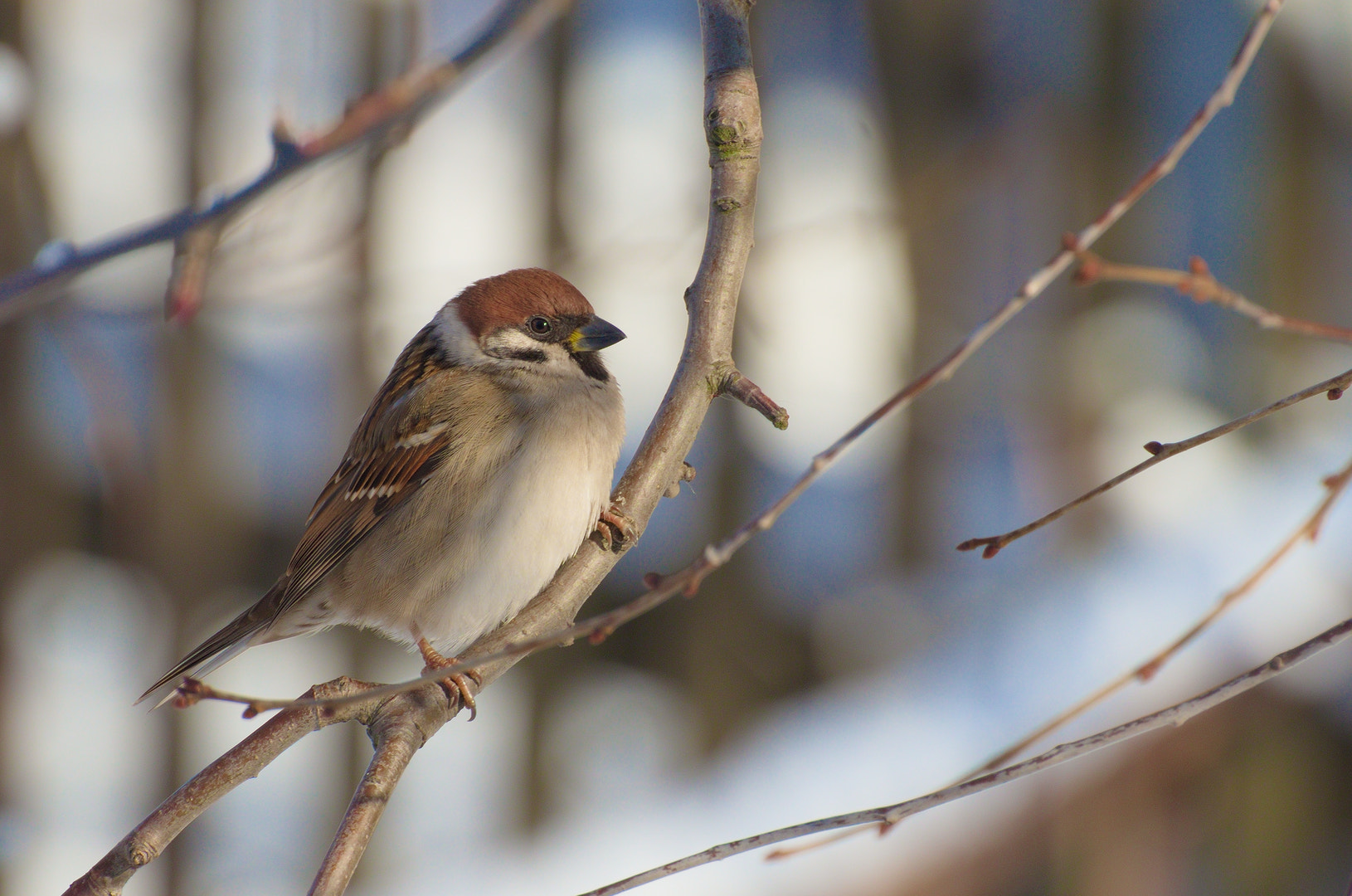 Nikon D5100 sample photo. Sparrow photography