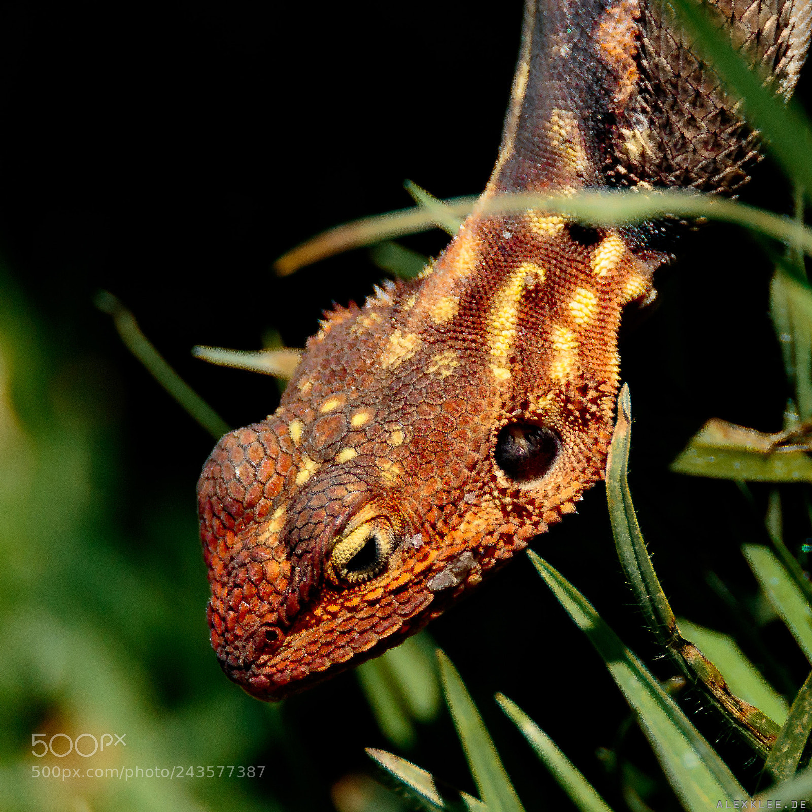 Canon EOS 7D Mark II sample photo. Charmanda look alike photography