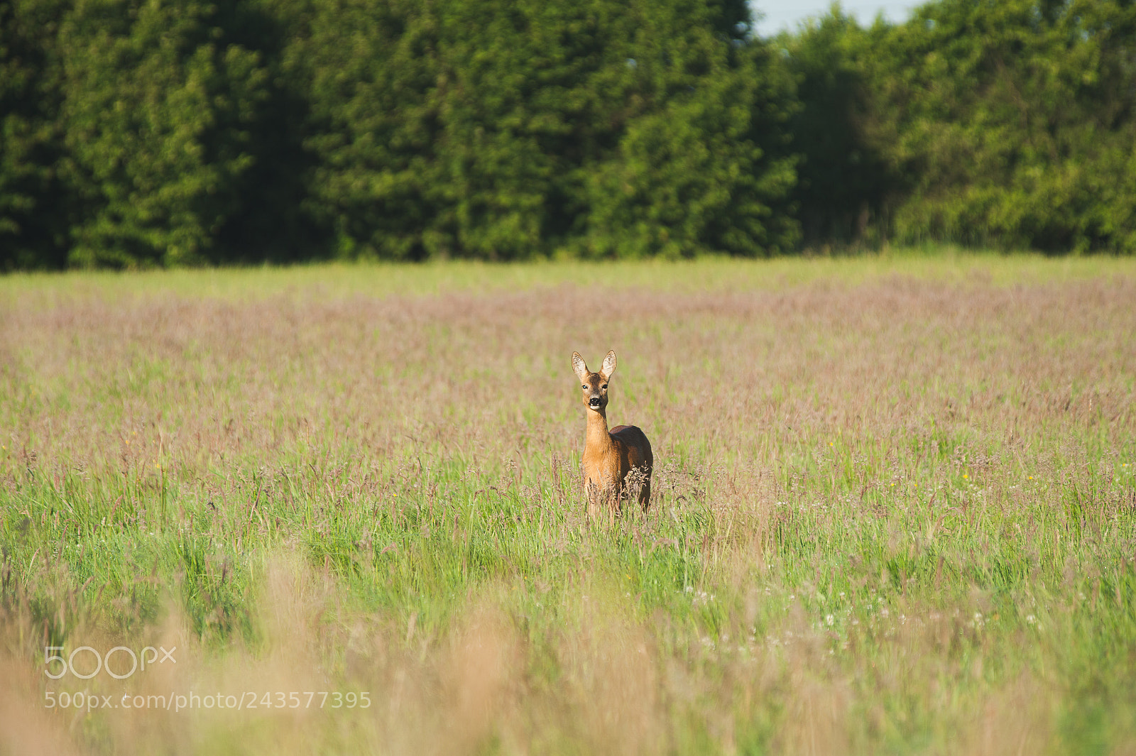Nikon D700 sample photo. Capreolus photography