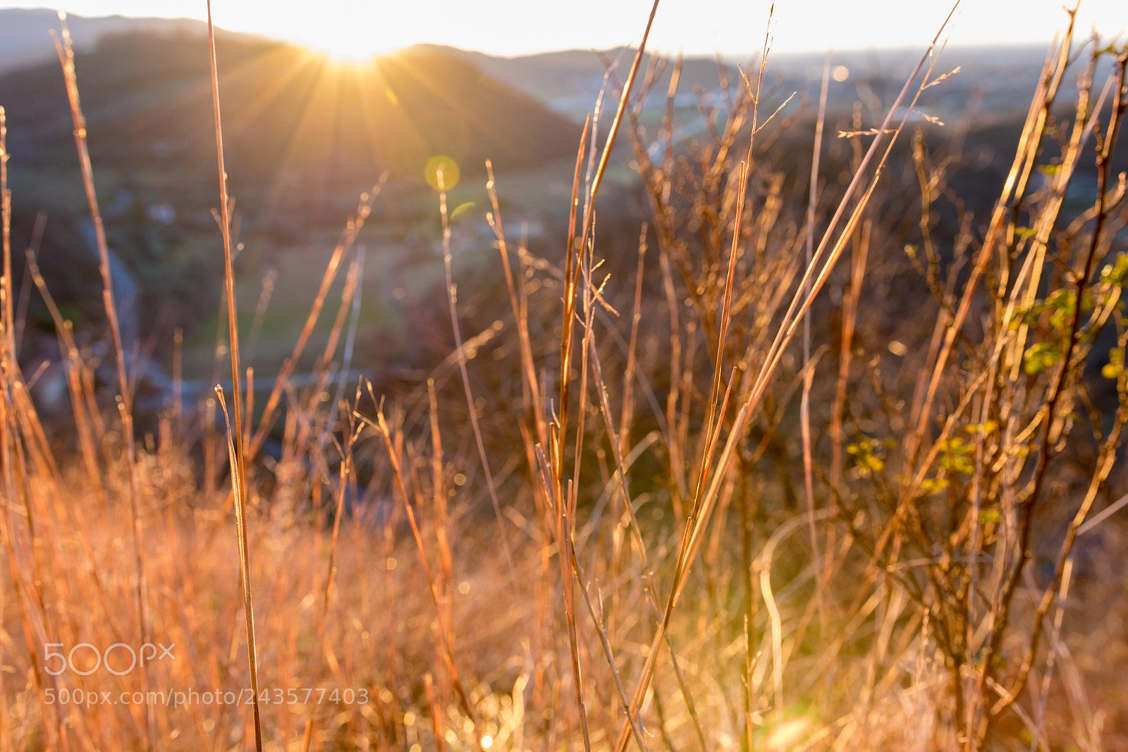 Canon EOS 7D Mark II sample photo. Fili d'erba photography