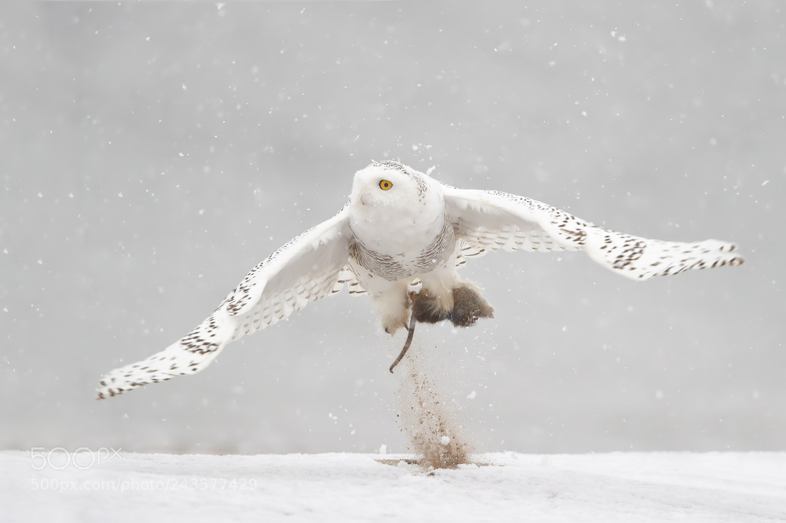 Canon EOS-1D X Mark II sample photo. Snowy owl takeoff photography