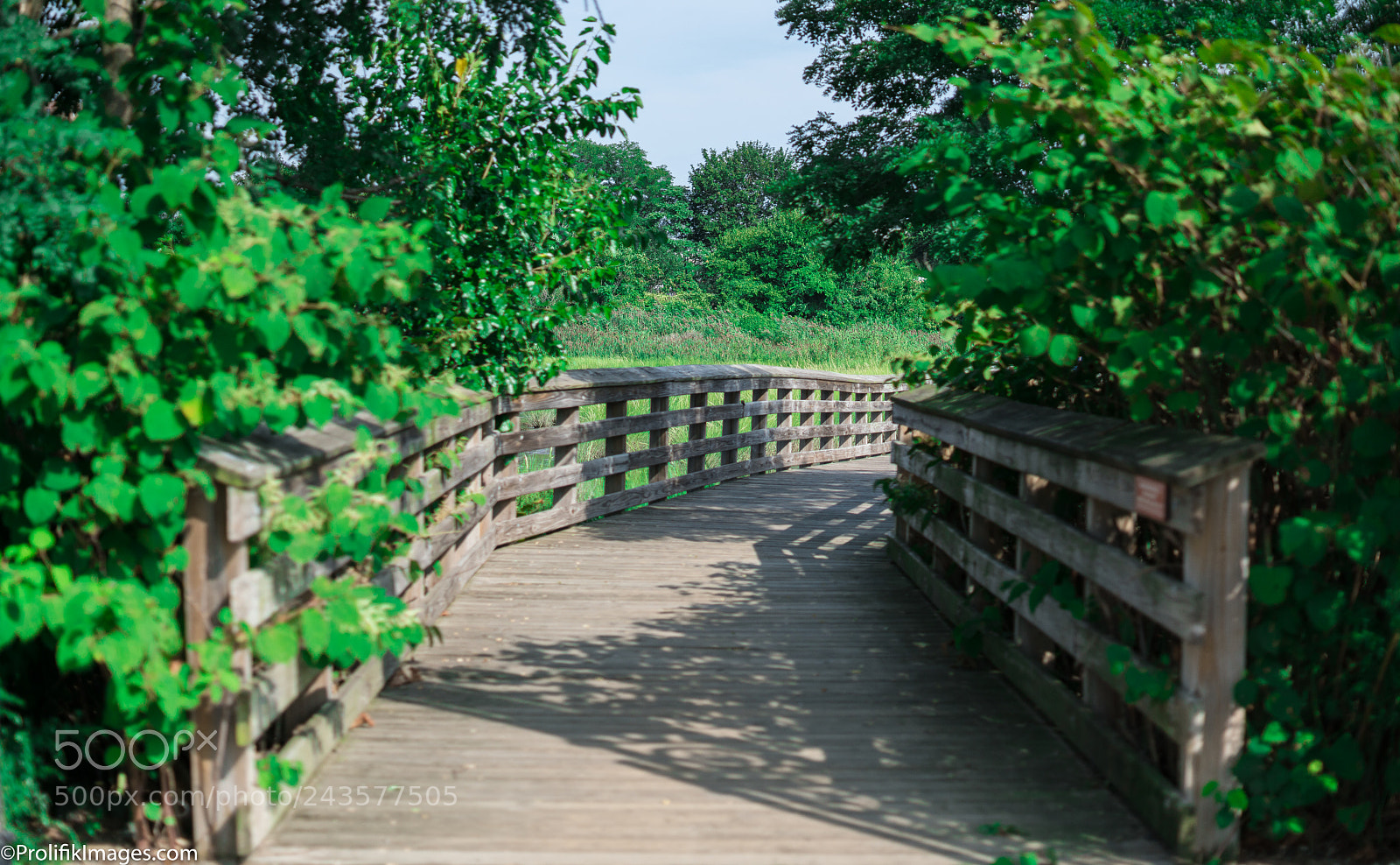 Sony a7R II sample photo. Summer paths photography