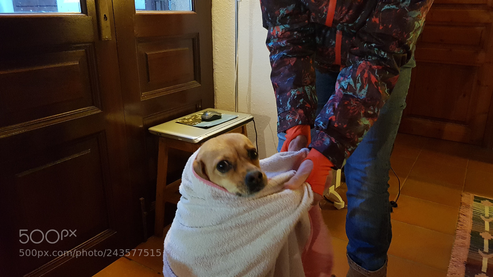 Samsung Galaxy S8 sample photo. Dog photography