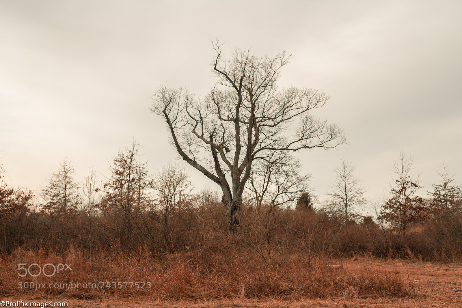 Sony a7R II sample photo. The devils tree photography