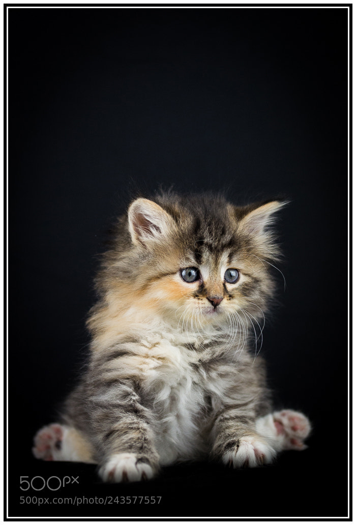 Nikon D610 sample photo. Gatto siberiano photography