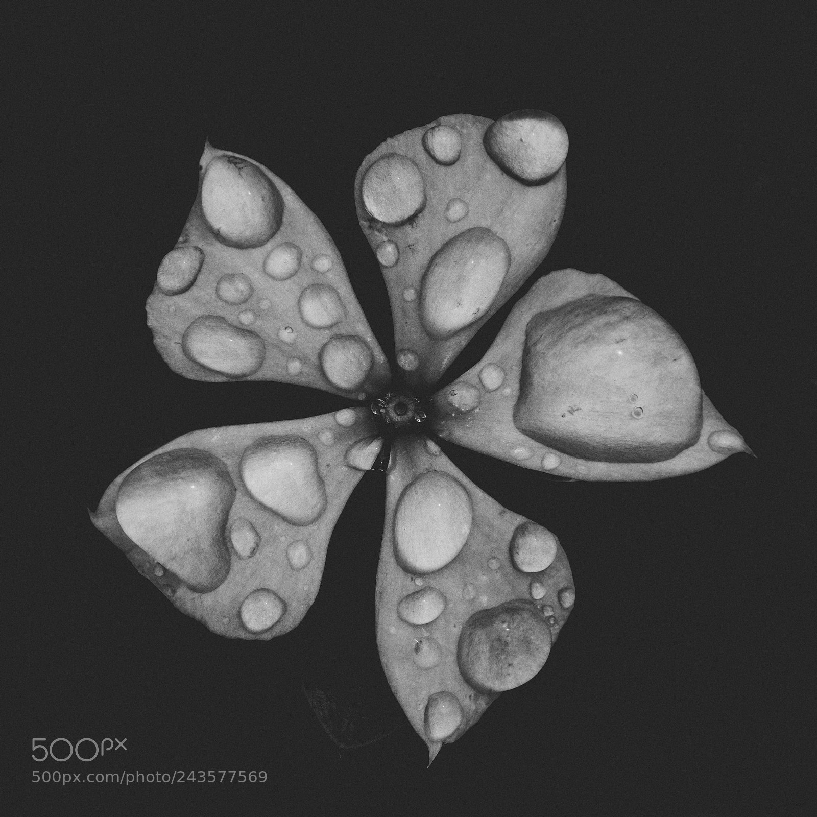 Canon EOS 40D sample photo. Droplets photography